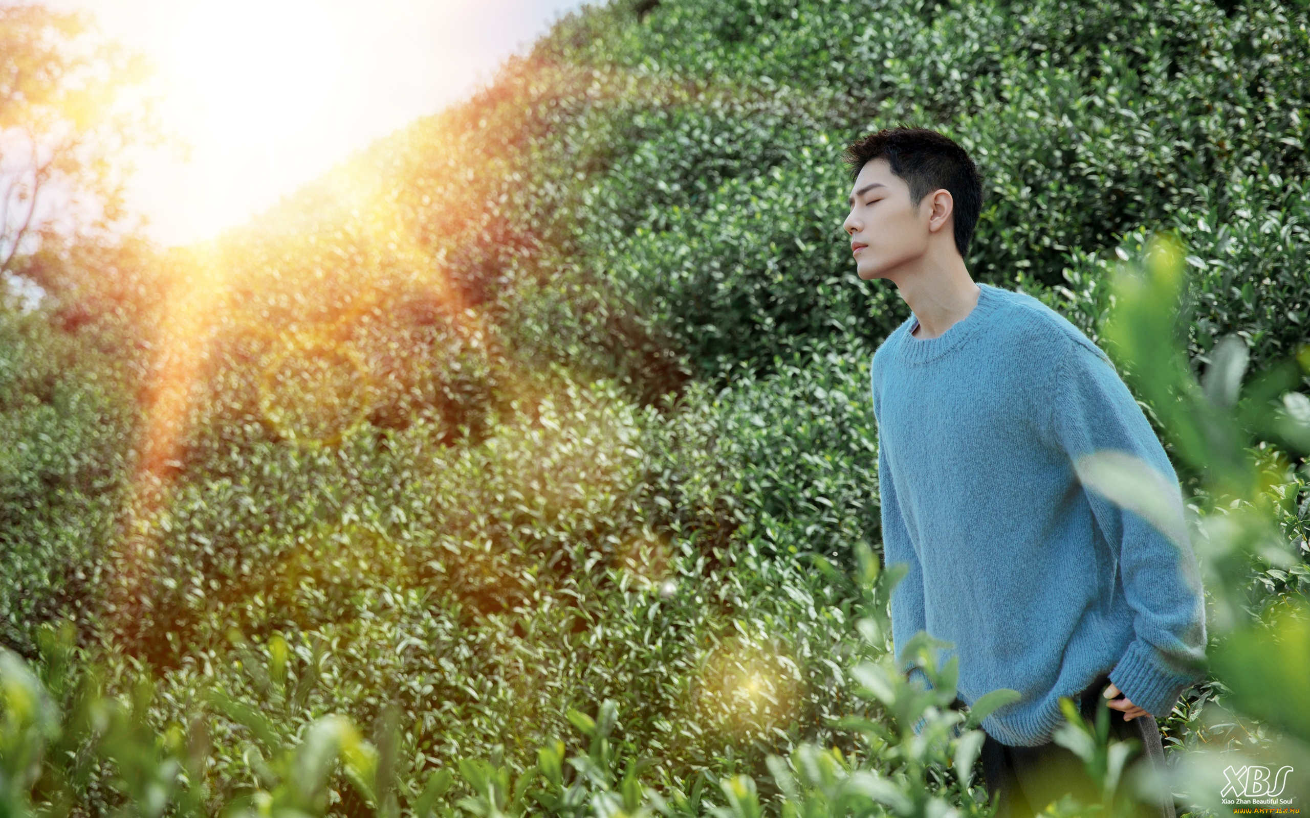 мужчины, xiao, zhan, актер, свитер, поле
