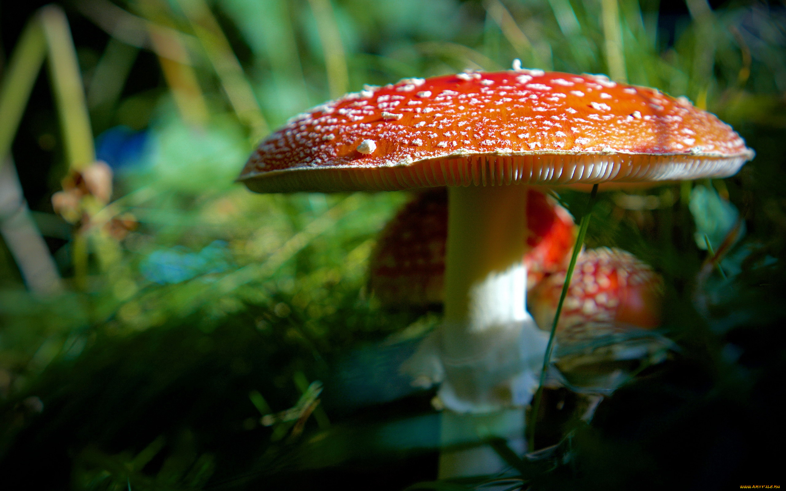 природа, грибы, , мухомор, грибная, семейка, мухоморы