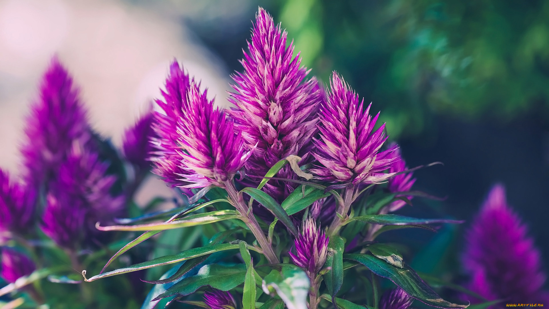 целозия, цветы