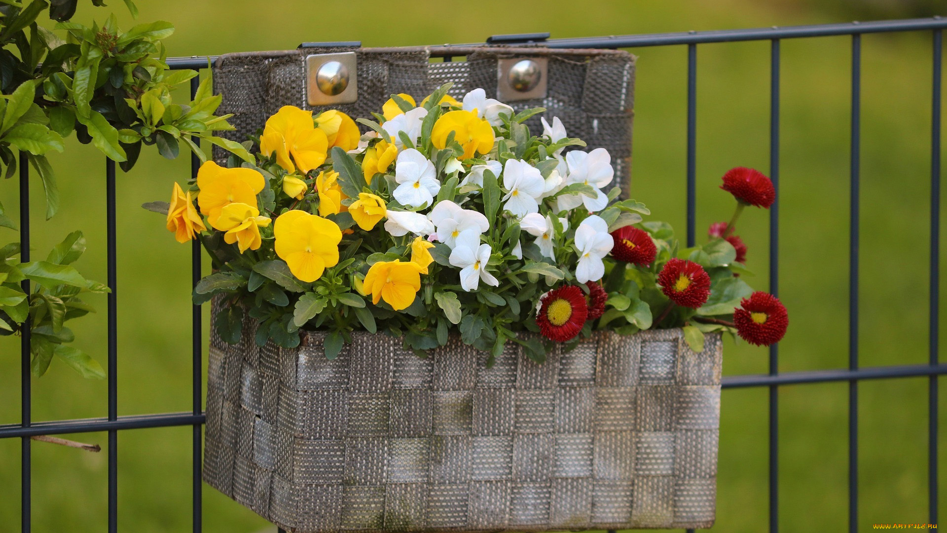 цветы, разные, вместе, анютины, глазки, маргаритки