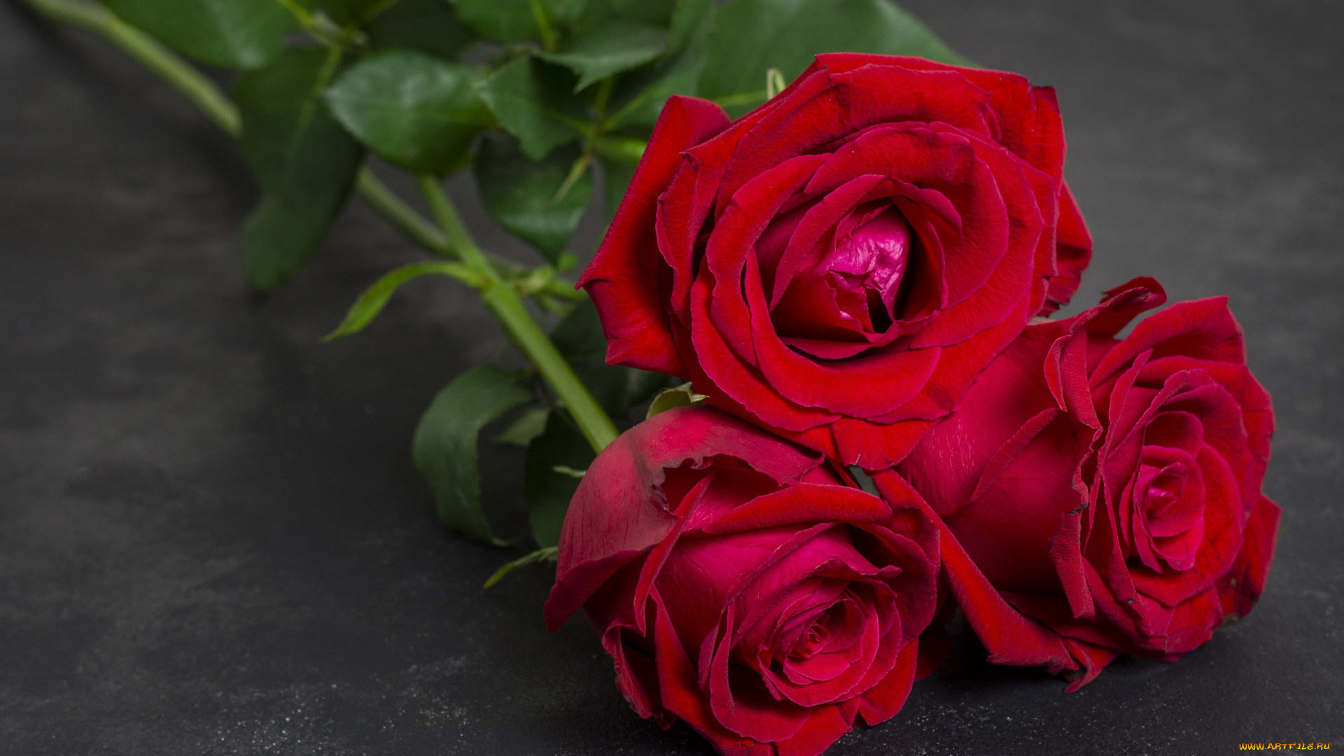 цветы, розы, красные, бутоны, трио