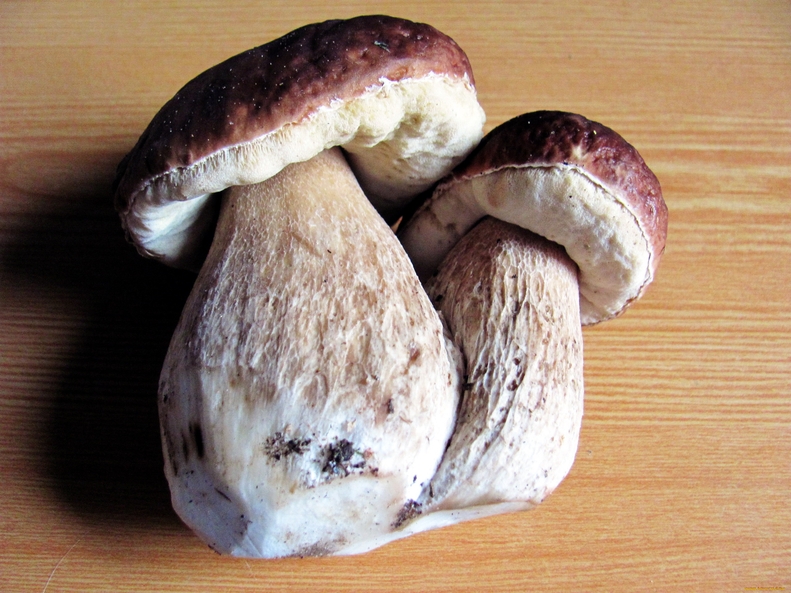 еда, грибы, , грибные, блюда, боровики, дуэт