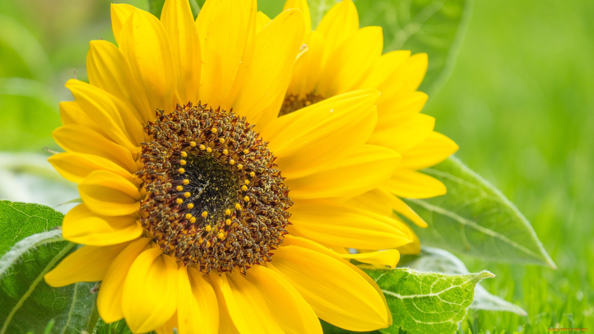 цветы, подсолнухи, лето