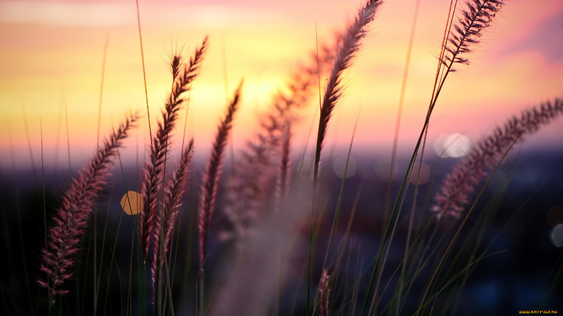 природа, макро, трава