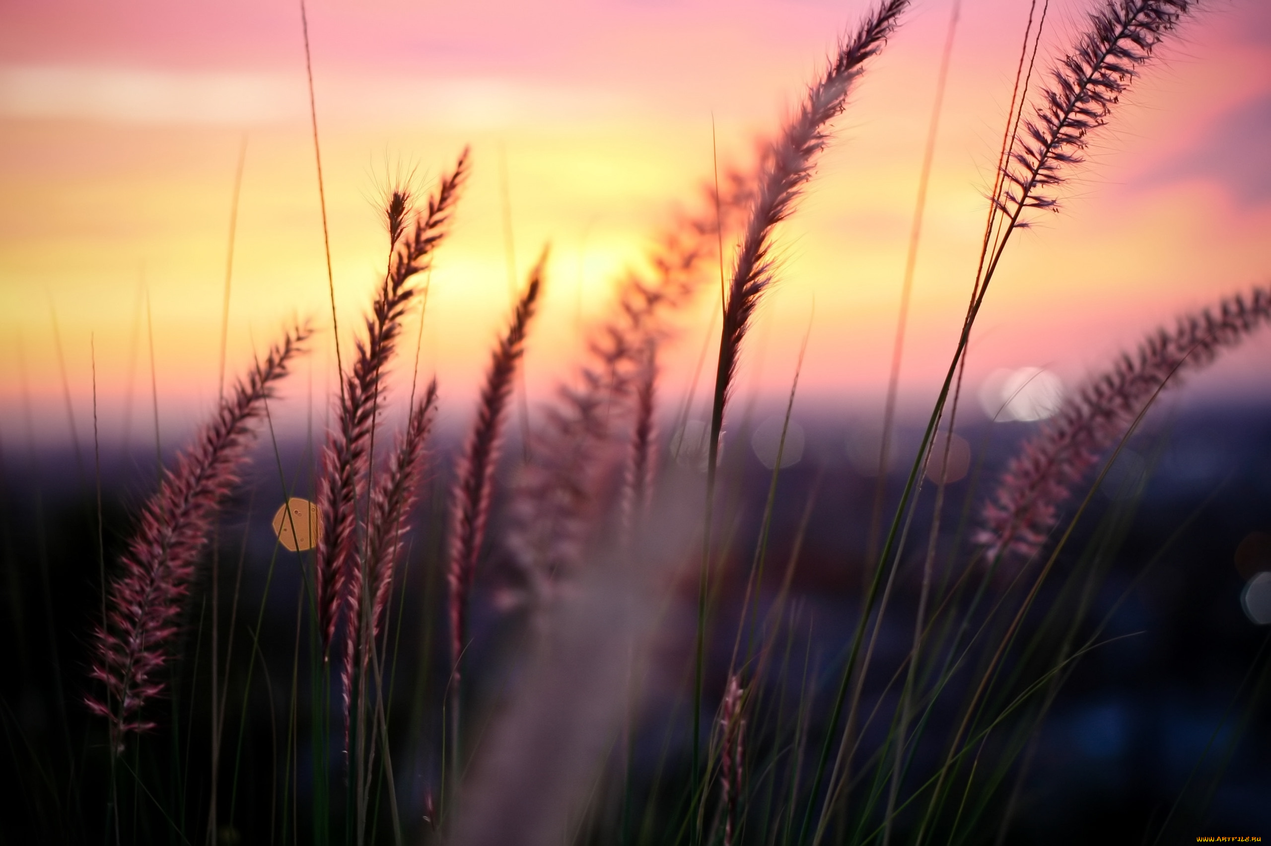 природа, макро, трава