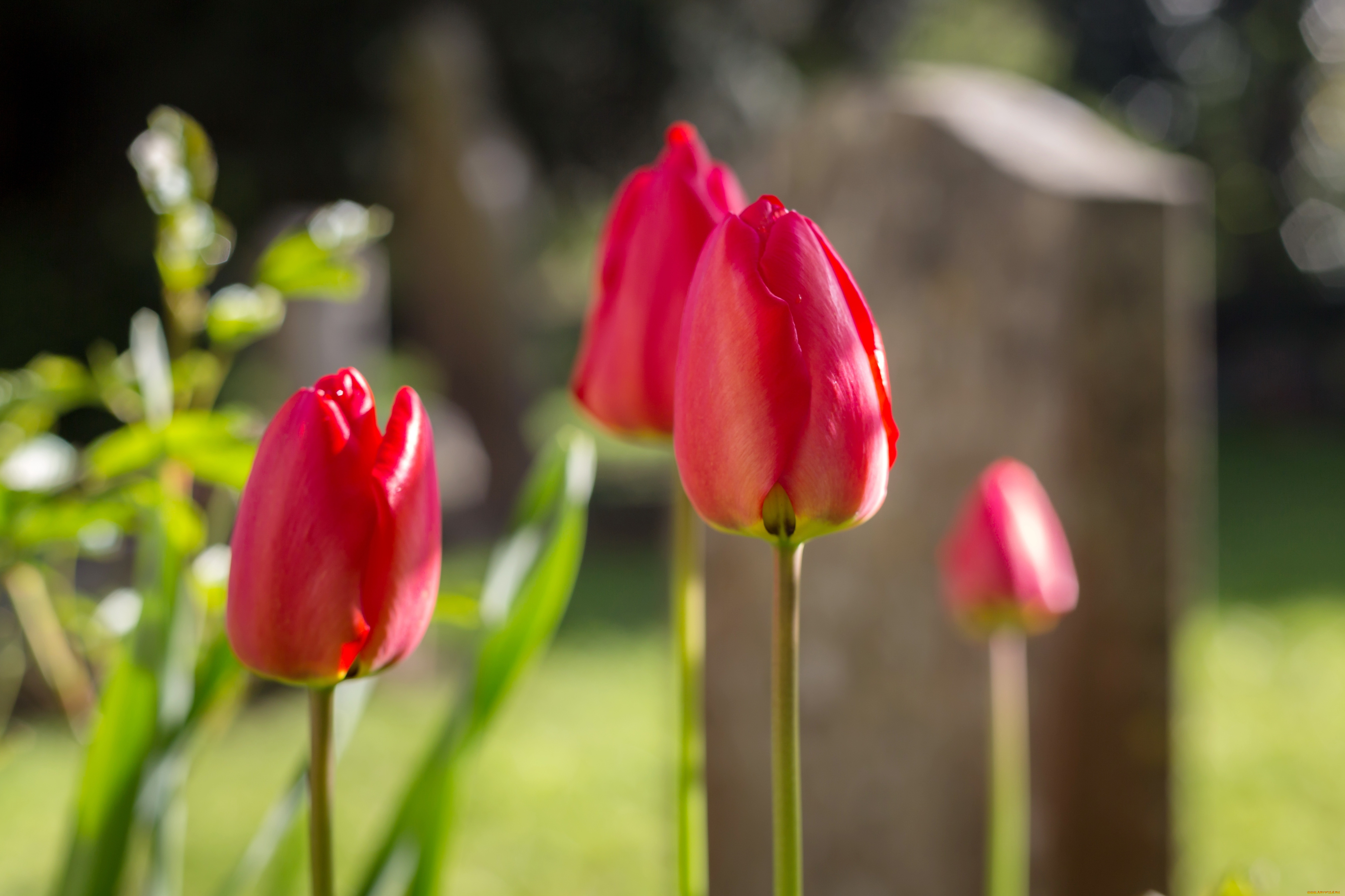 цветы, тюльпаны, весна