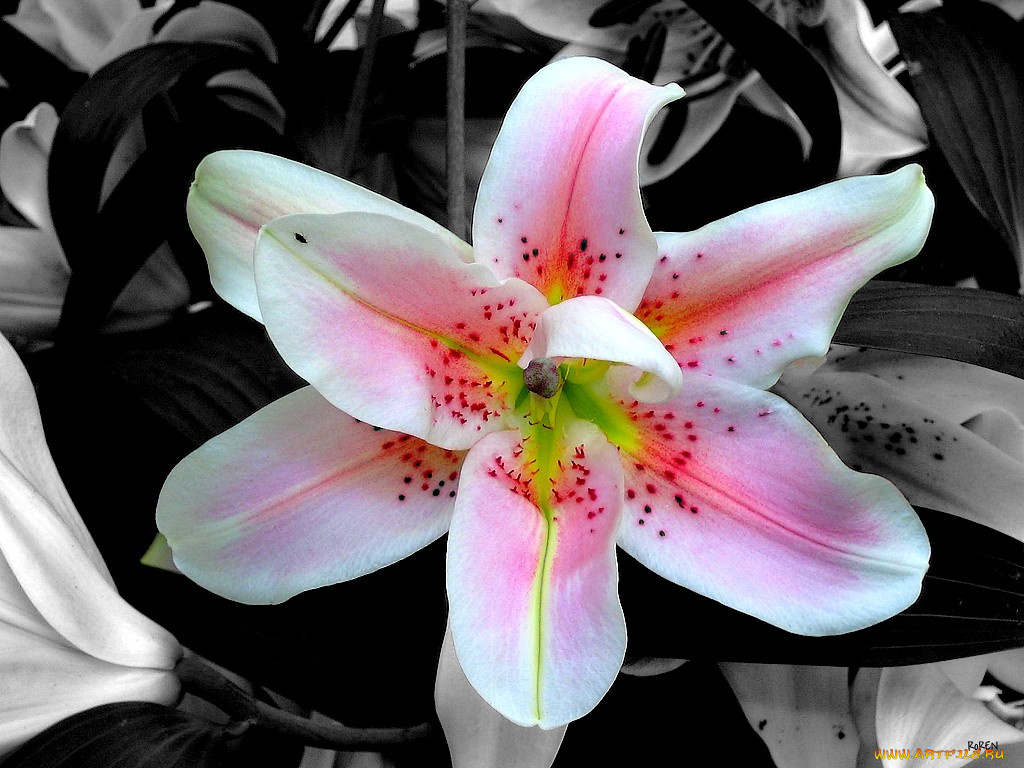 цветы, лилии, лилейники