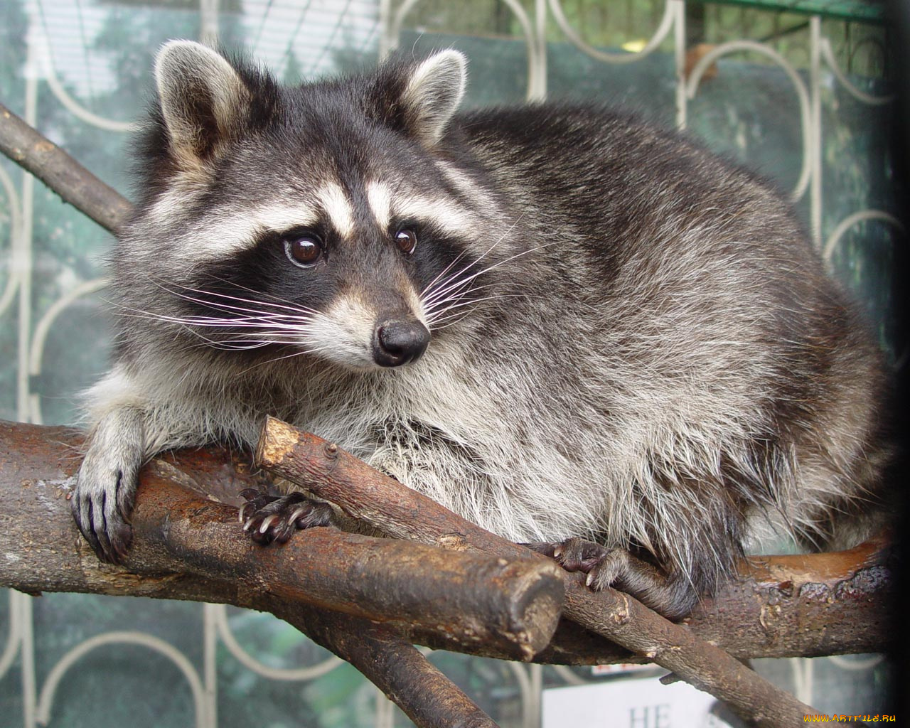 животные, еноты