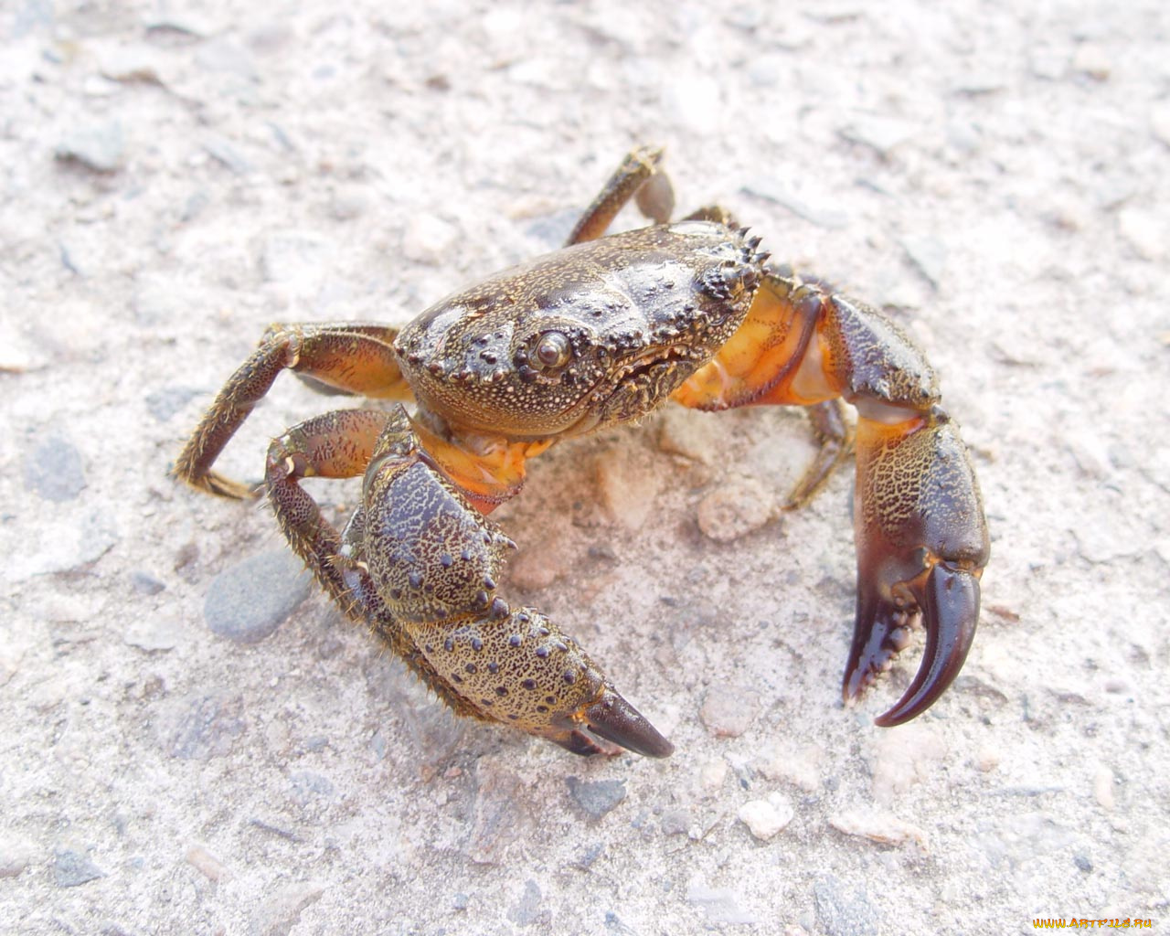 животные, крабы, раки