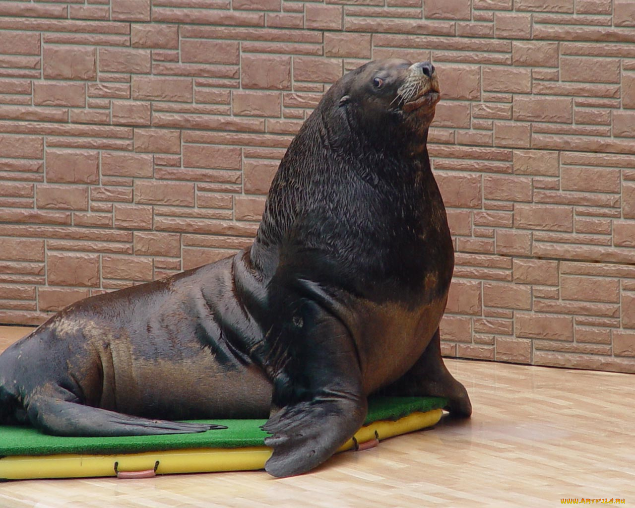 животные, тюлени, морские, львы, котики