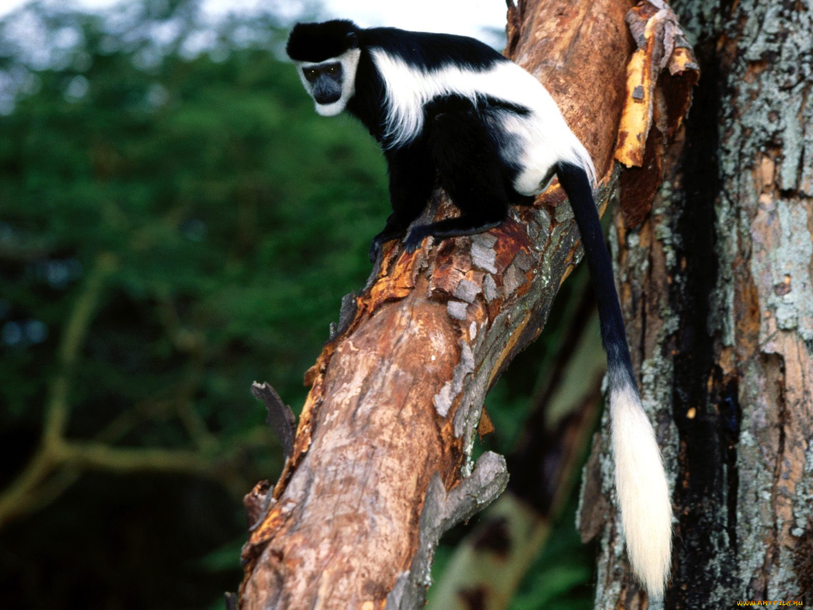 eastern, black, and, white, colobus, животные, обезьяны