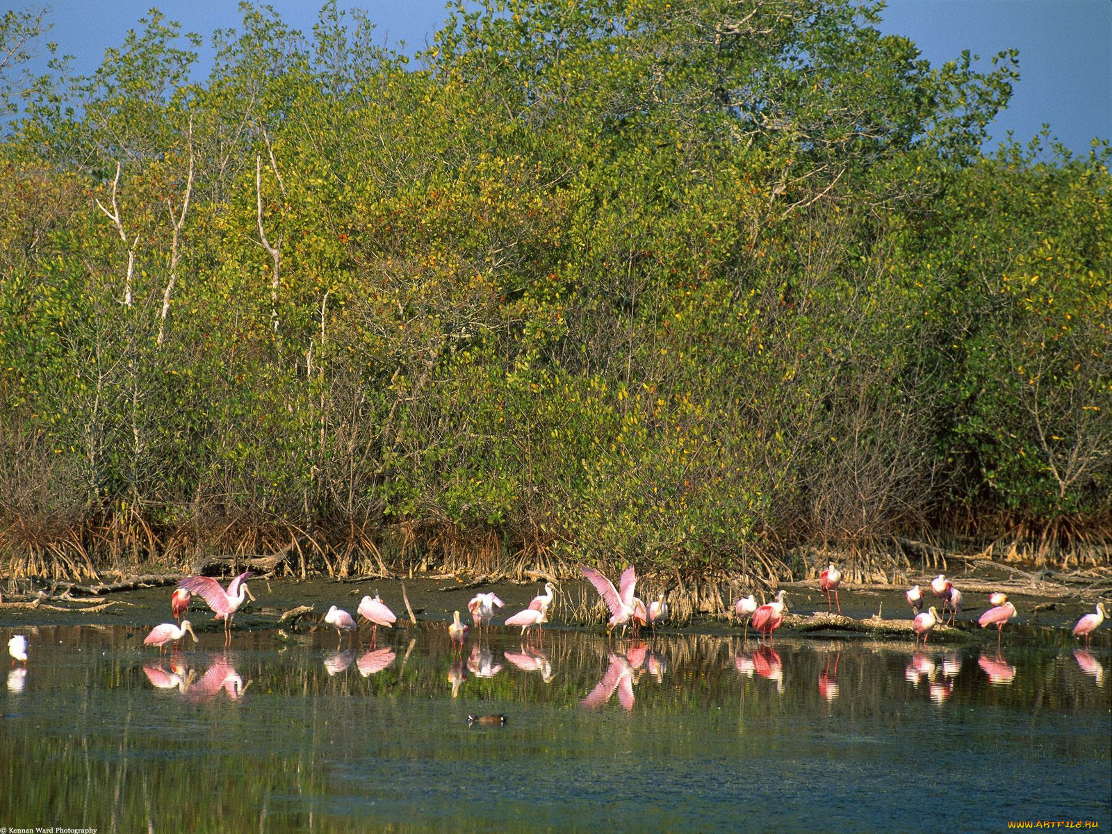 roseate, spoonbills, ding, darling, national, refuge, florida, животные, ибисы, колпицы