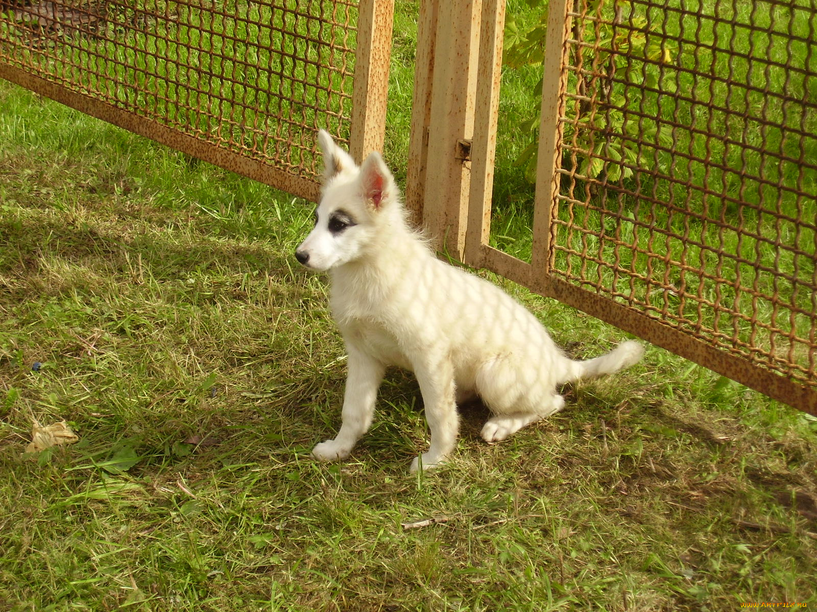 животные, собаки