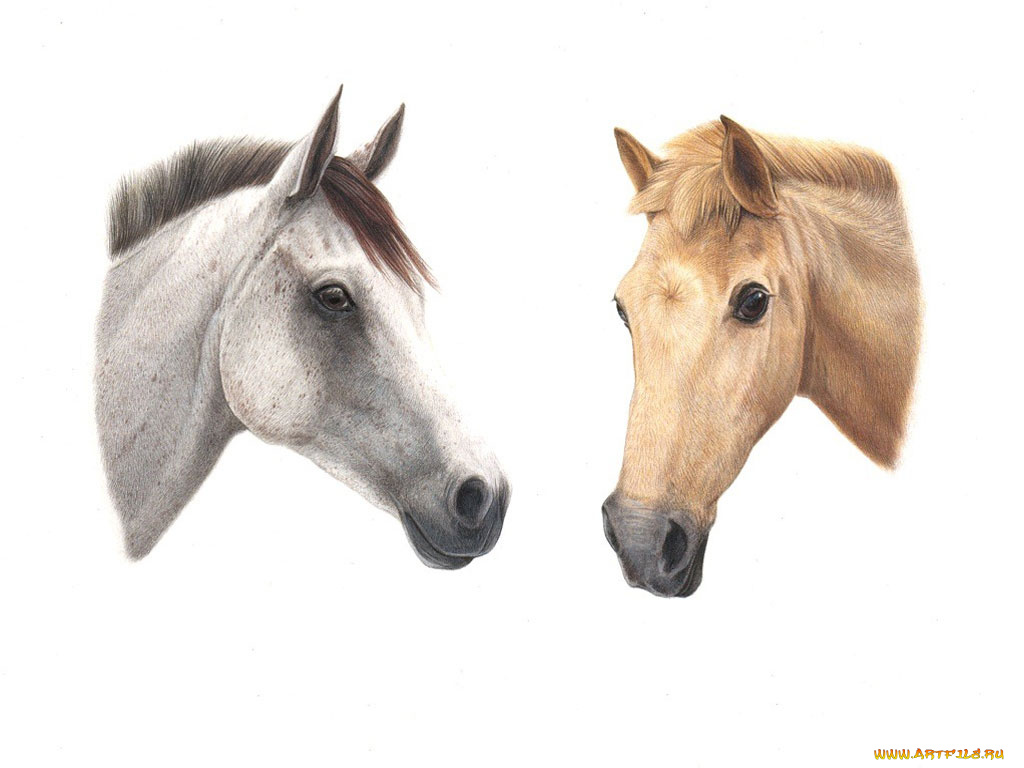 рисованные, животные