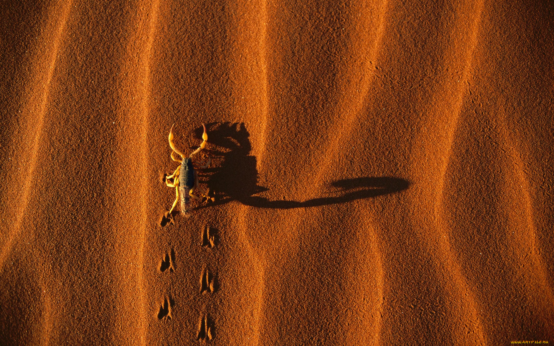 животные, скорпионы