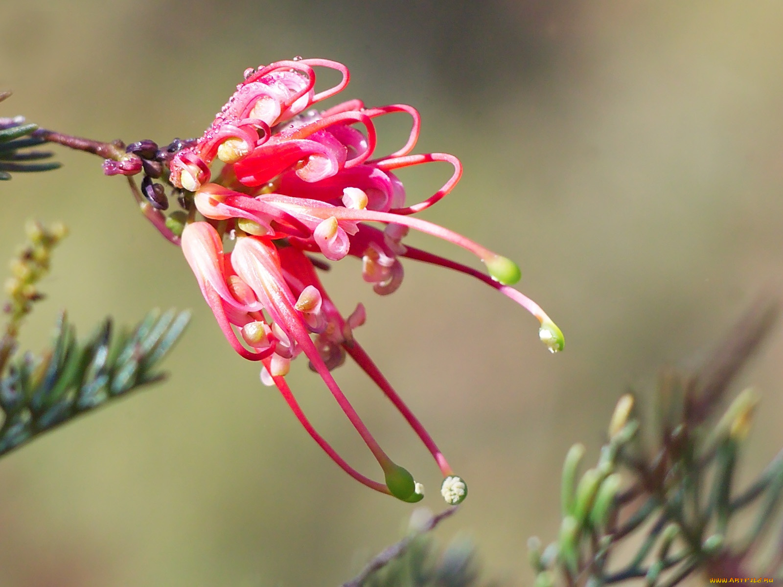 цветы, лепестки, красные, гревиллея