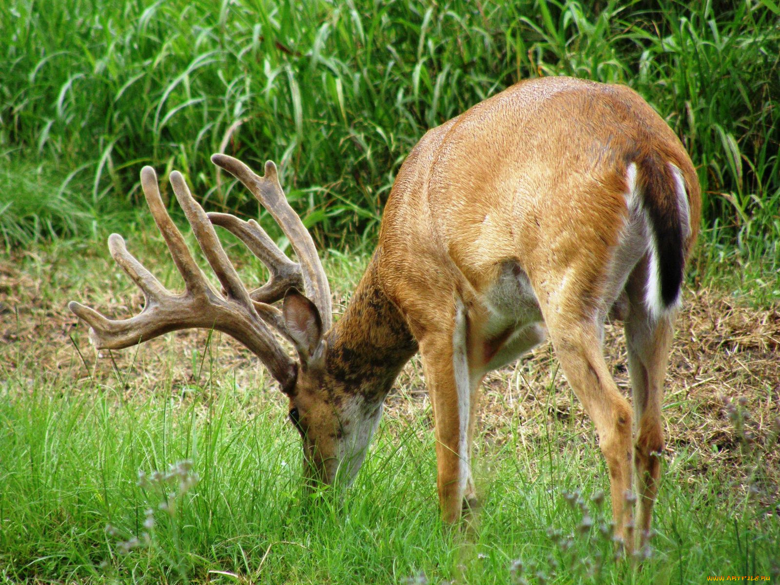 животные, олени, рога