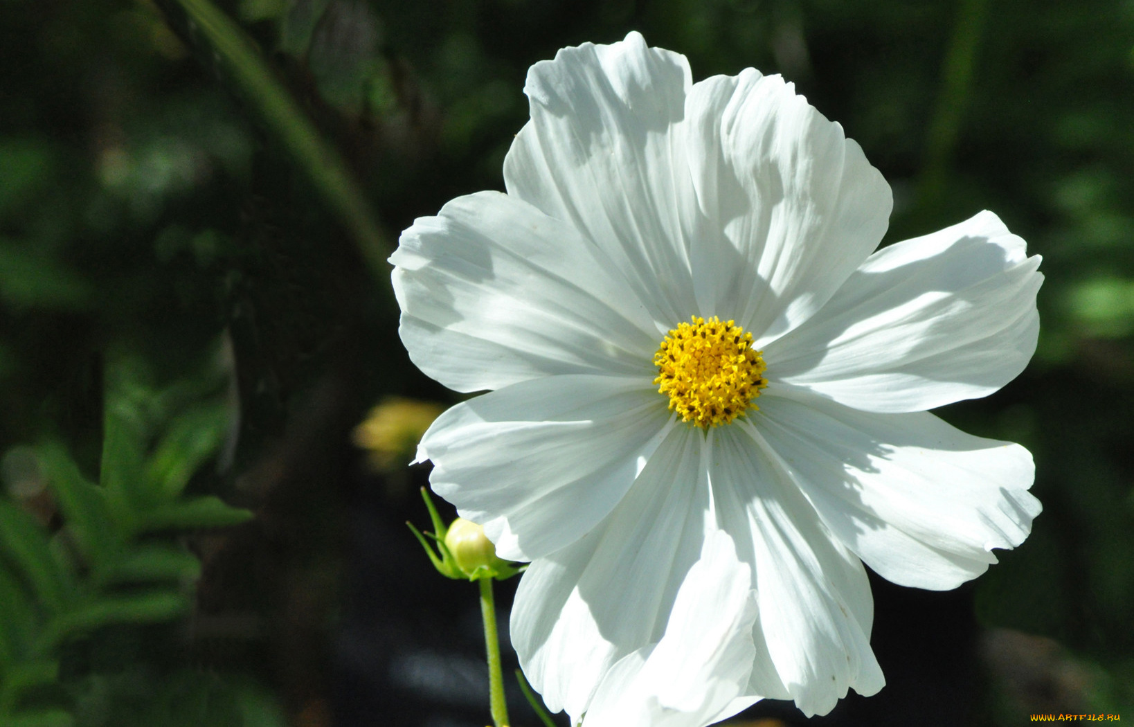 цветы, космея, лепестки, фон, тёмный, белые