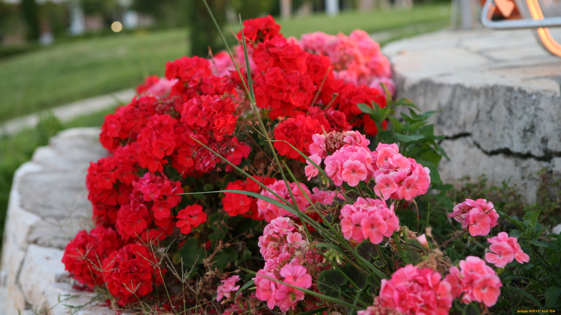 цветы, герань, красный, розовый