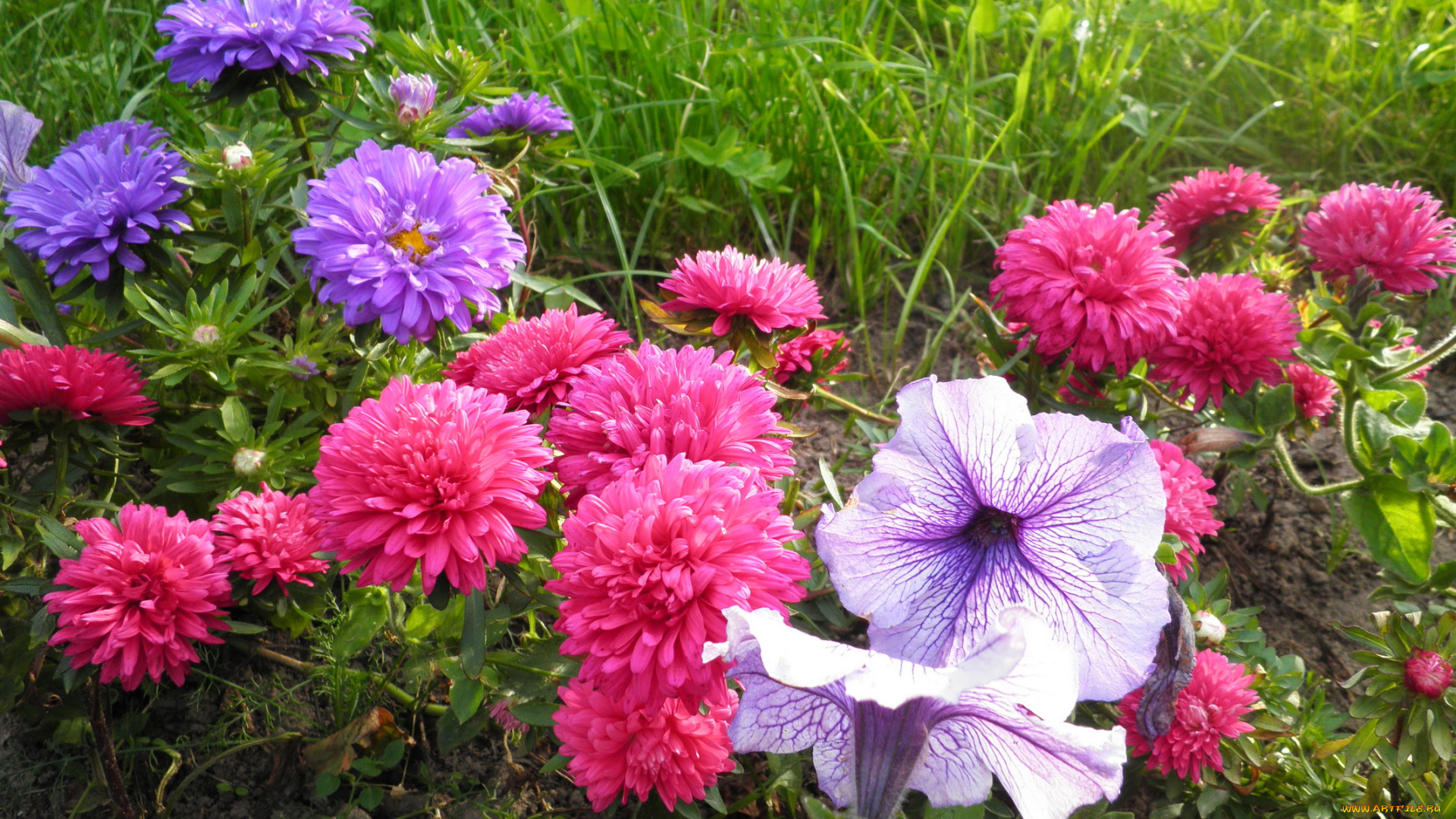 цветы, разные, вместе, трава, петуния, астры