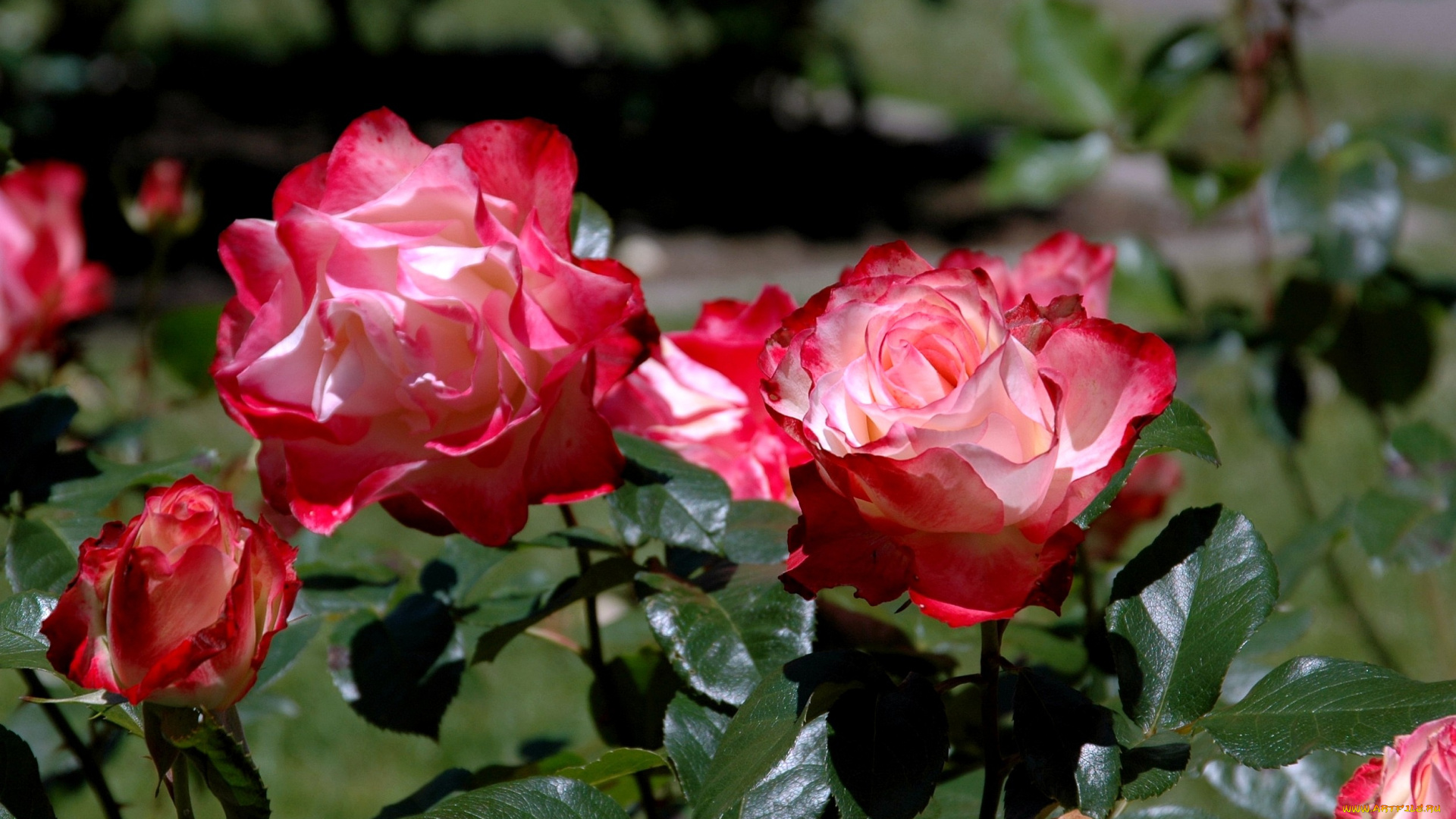 цветы, розы, розовый, бутон