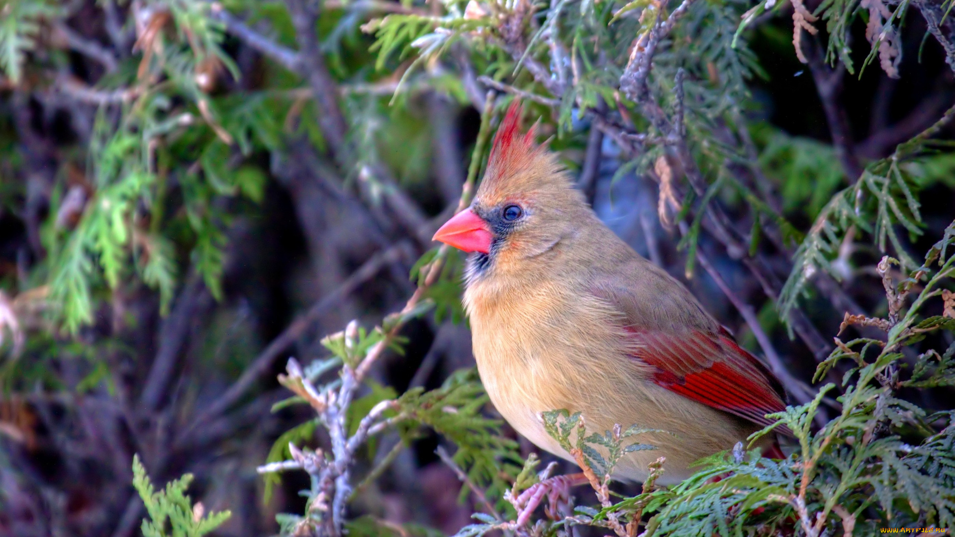 кардинал, животные, кардиналы, можжевельник, розовый, хохолок