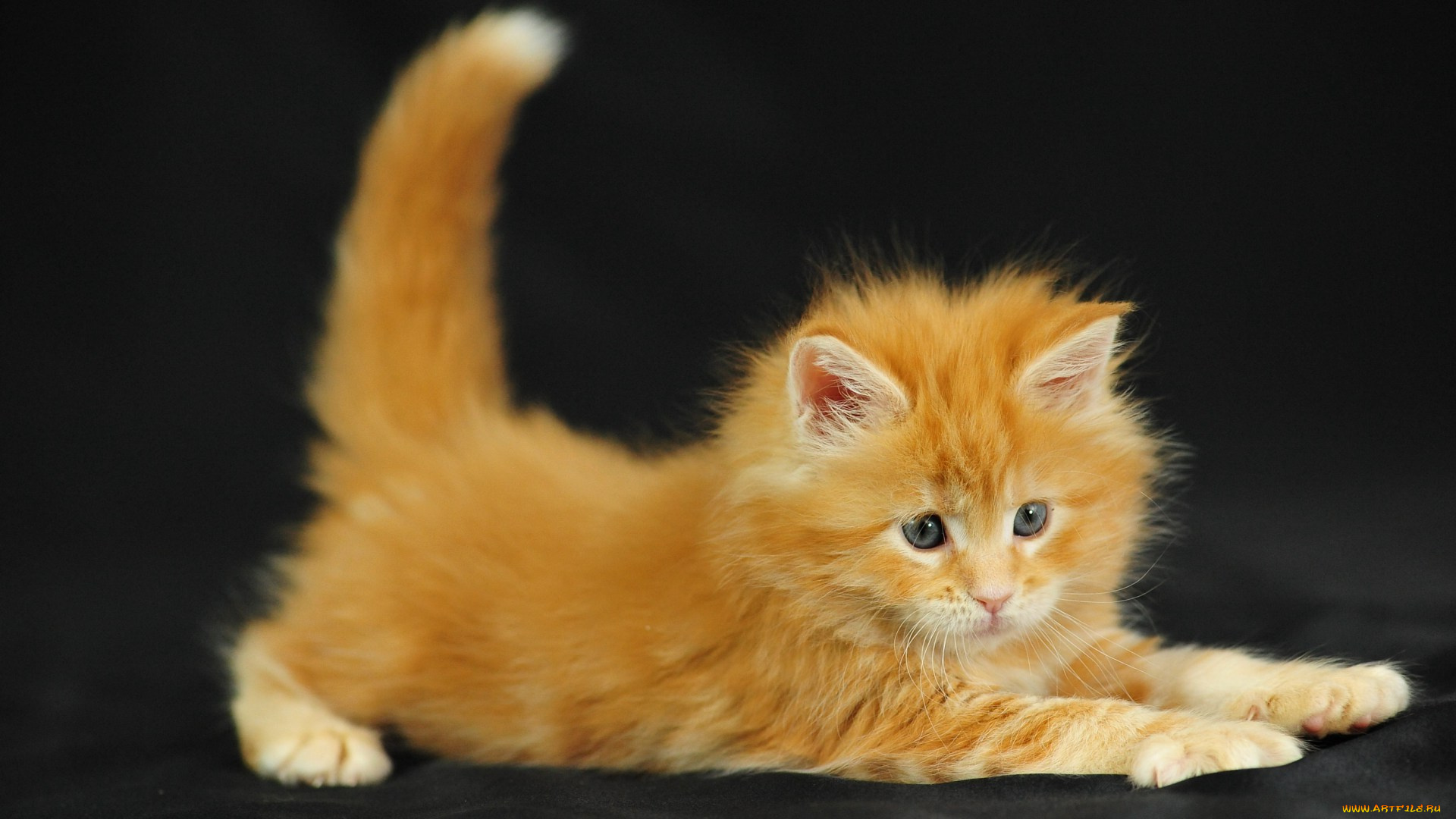 животные, коты, котёнок
