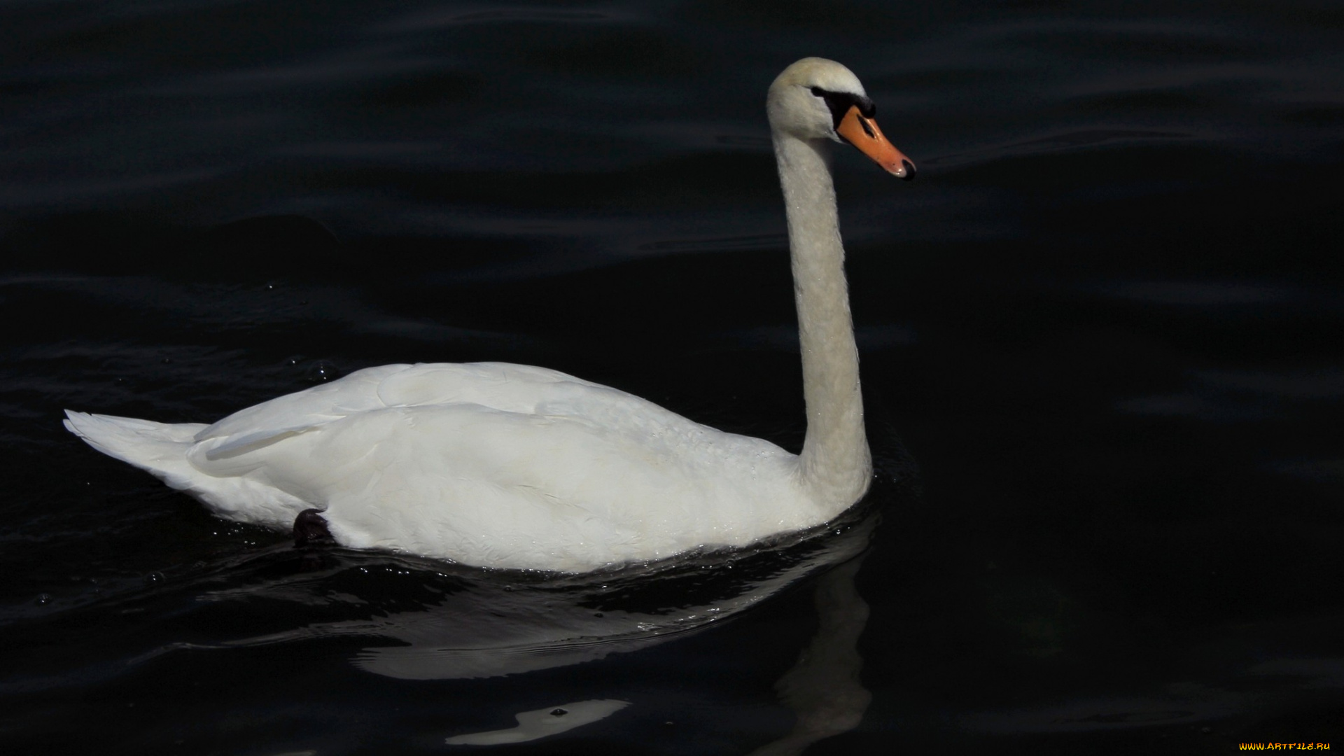 животные, лебеди, птица, тёмный, вода
