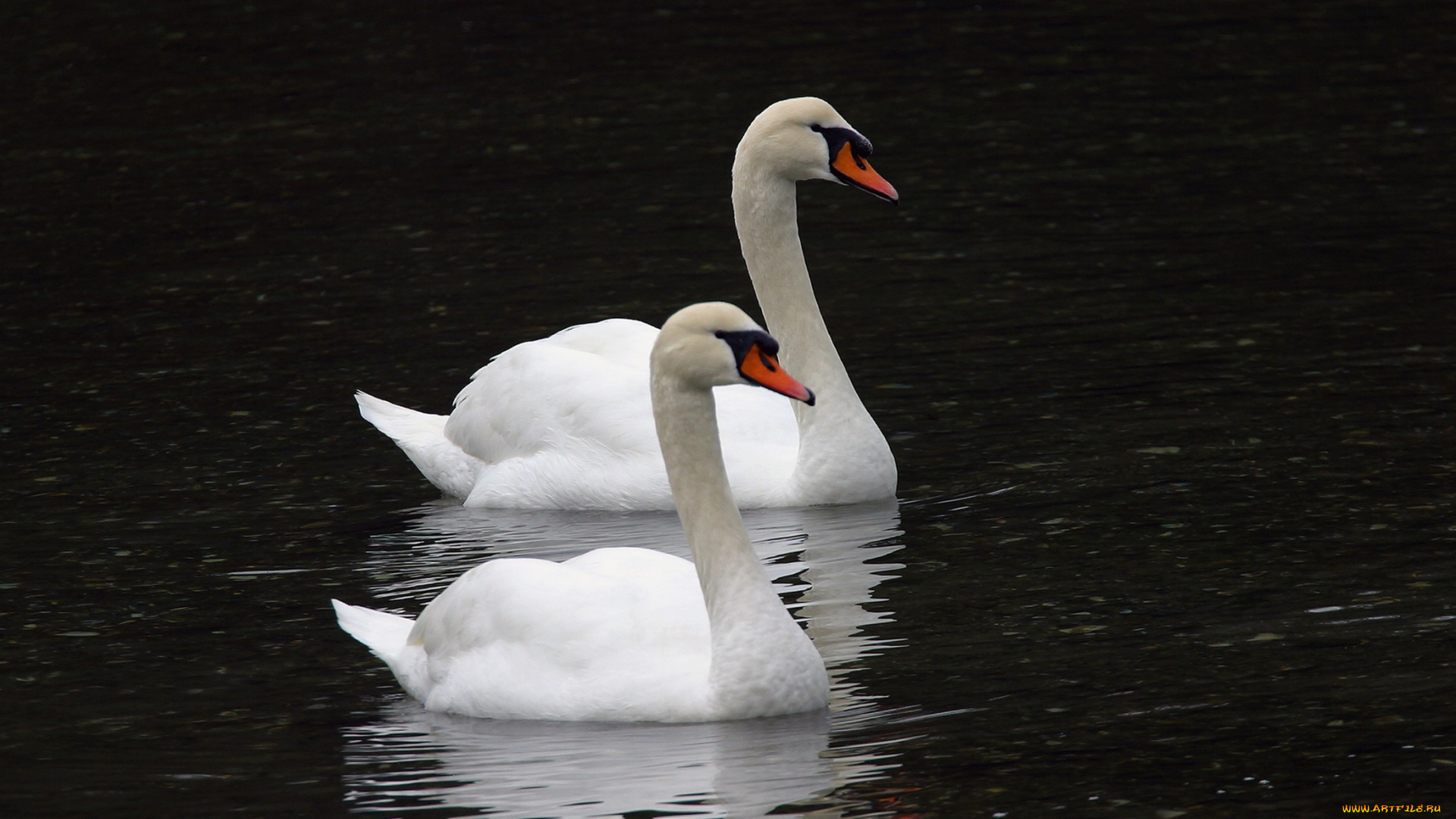 животные, лебеди, тёмный, птицы, вода
