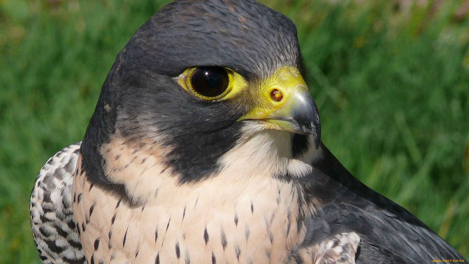 животные, птицы, хищники, сокол