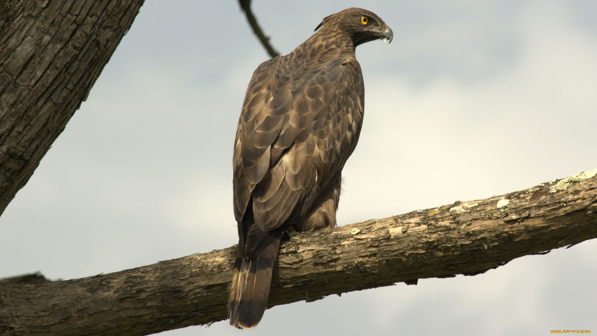 животные, птицы, хищники, ястреб