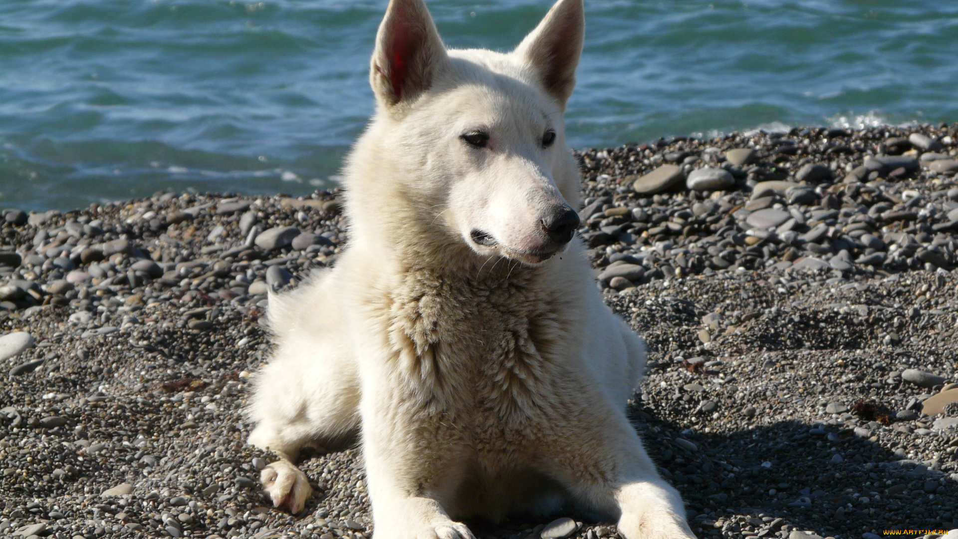 животные, собаки, берег, галька