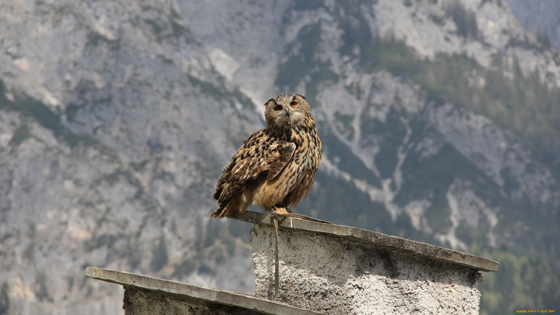 животные, совы