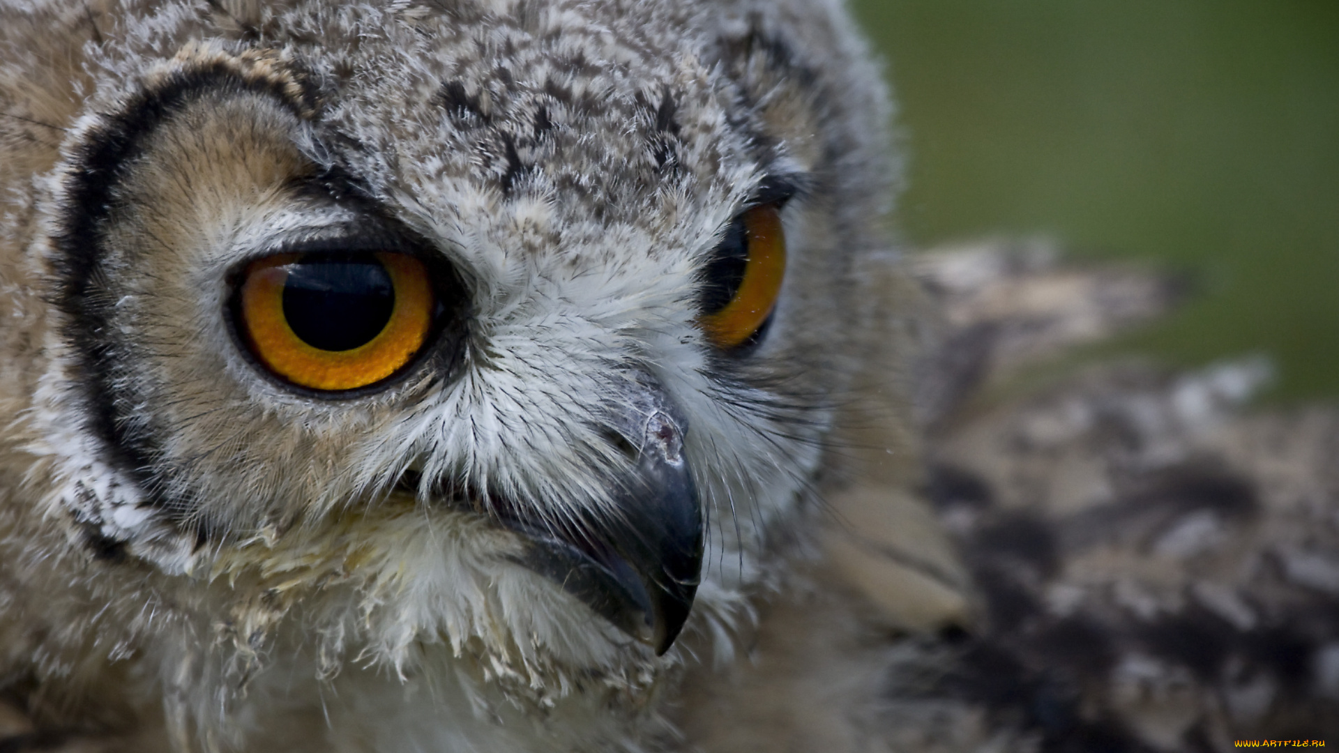 животные, совы