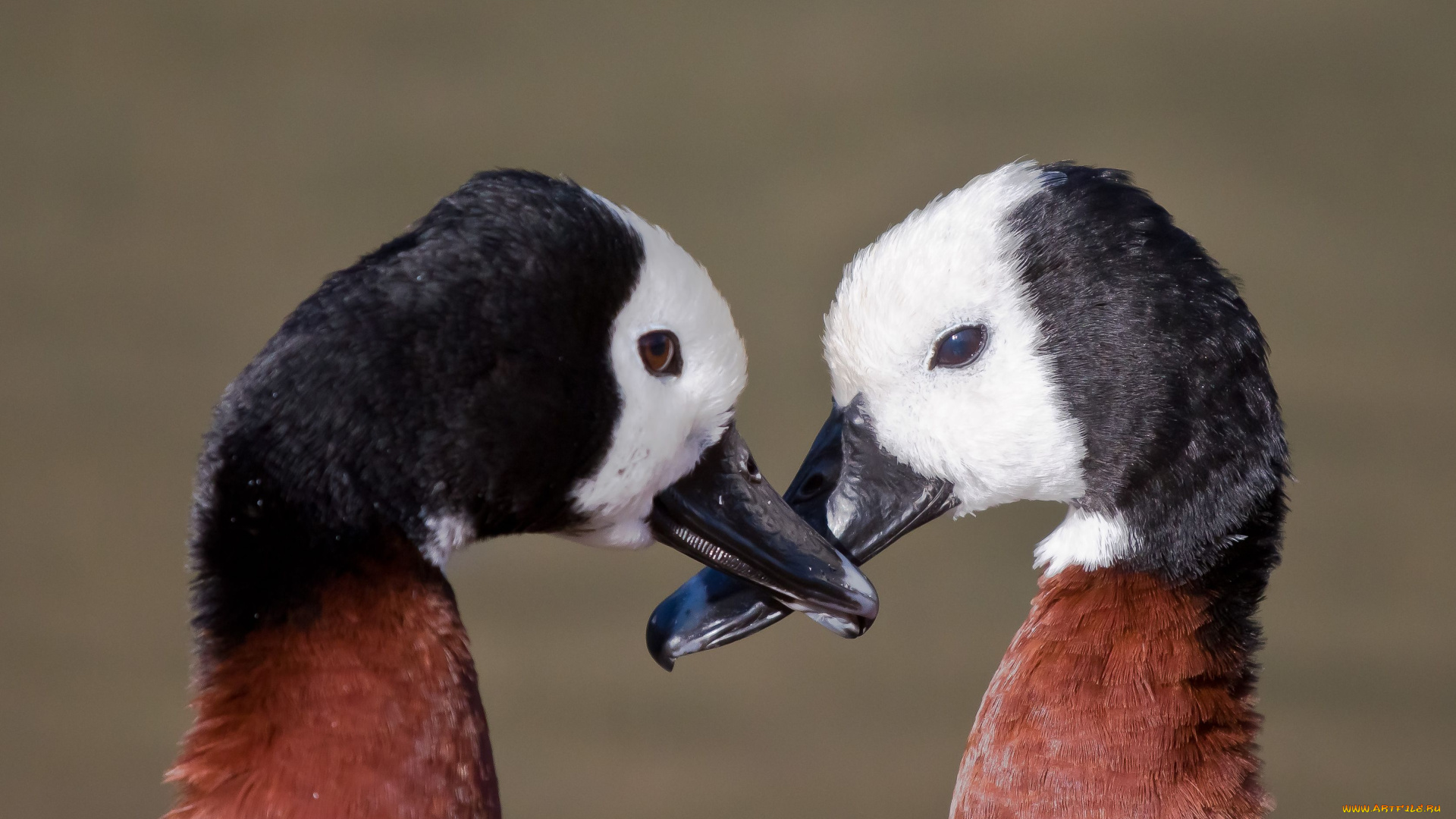 животные, утки, клюв