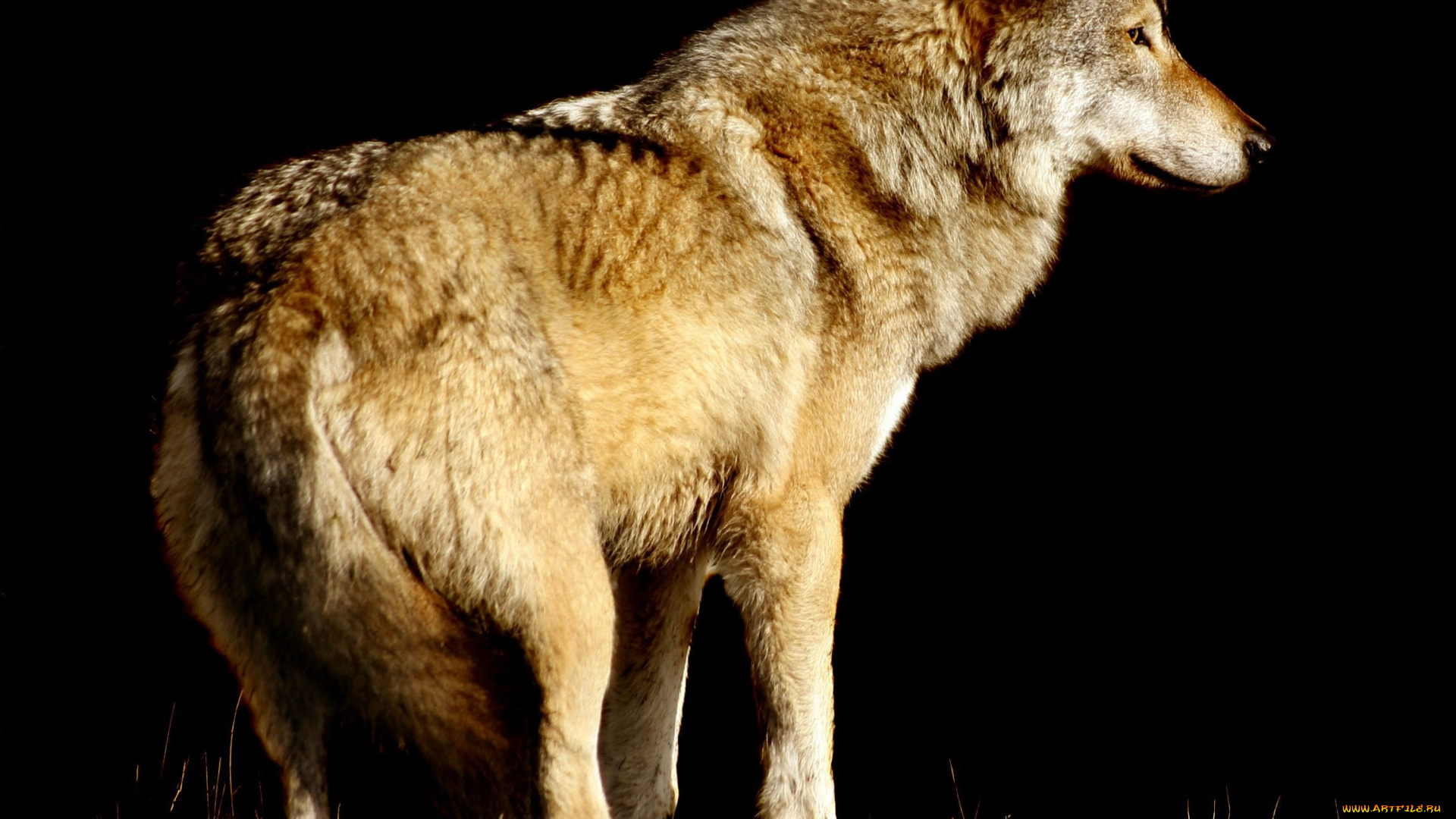 животные, волки