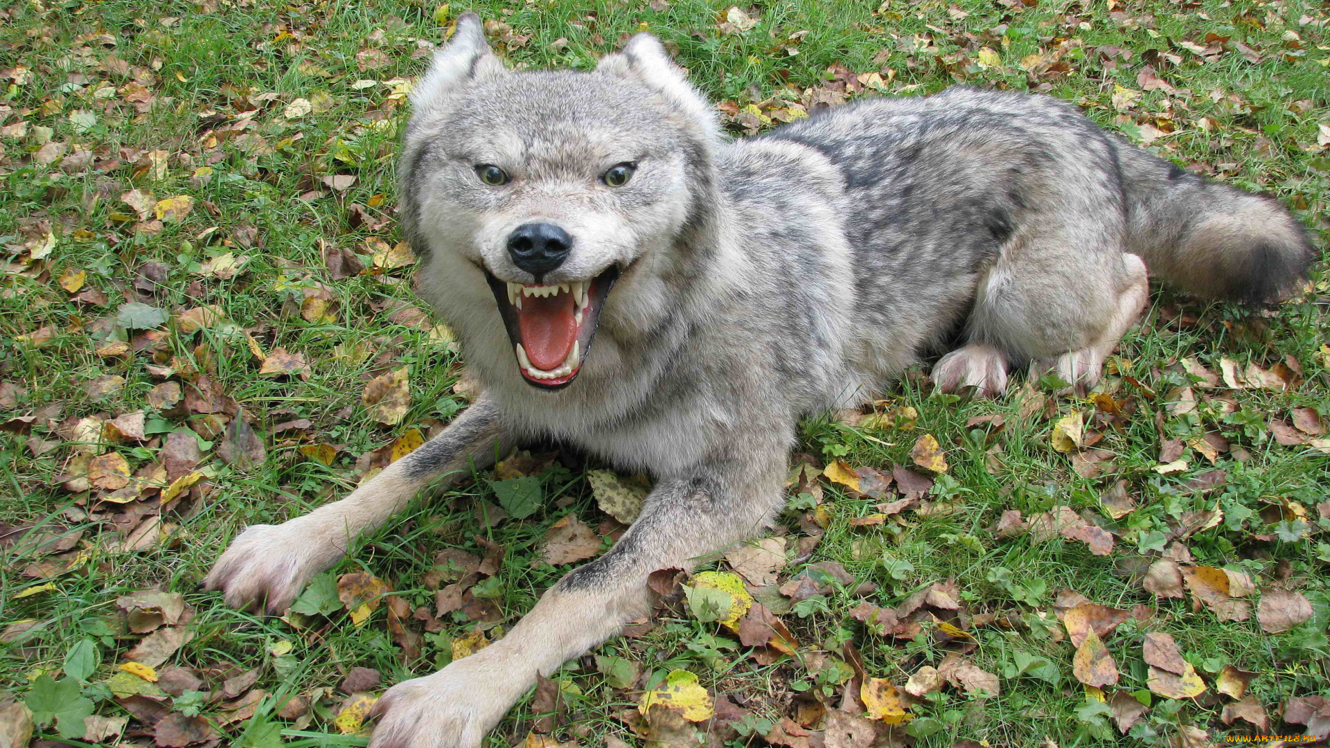 животные, волки, листья