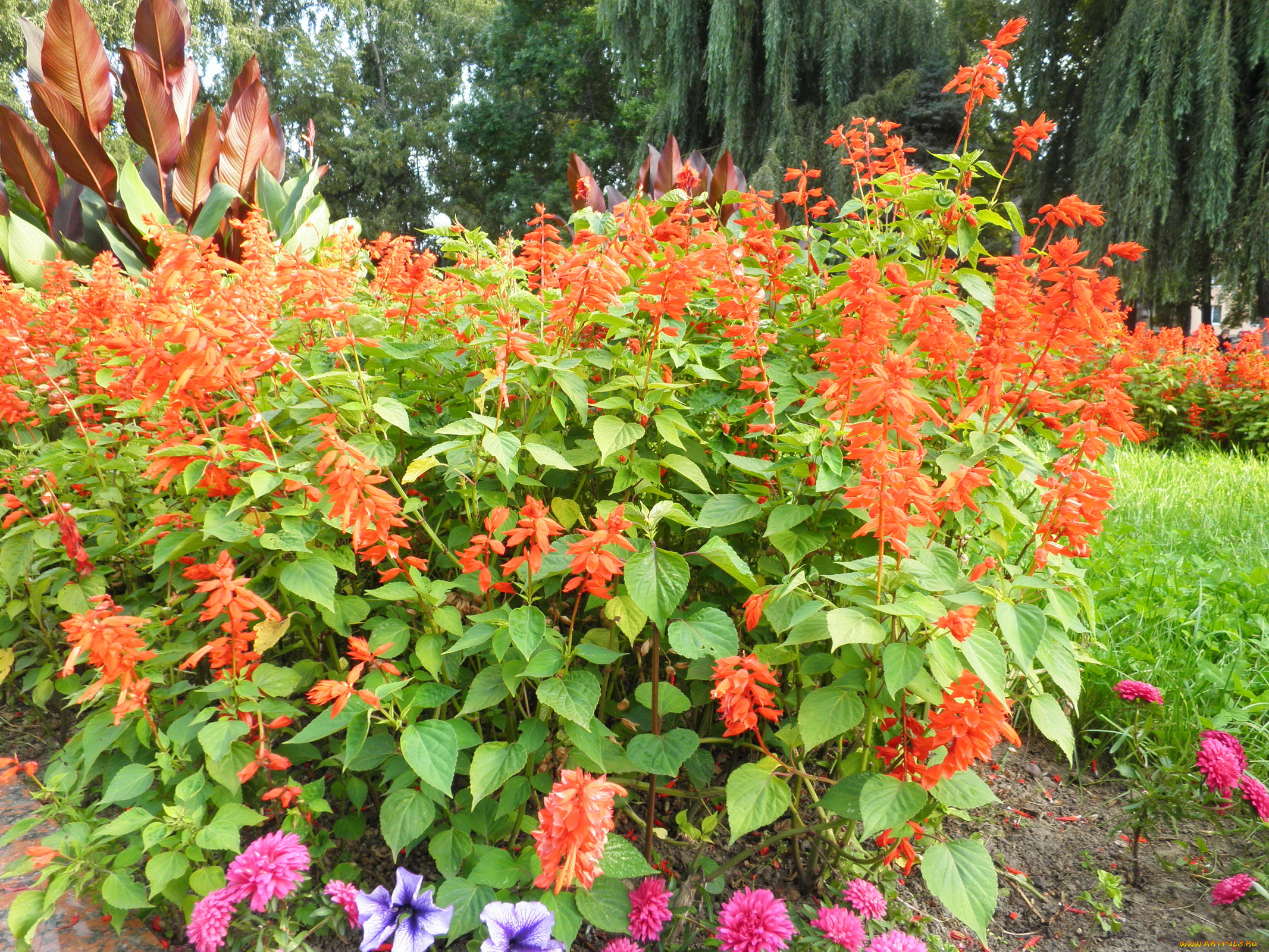 цветы, разные, вместе, деревья, петуния, астры, сальвия