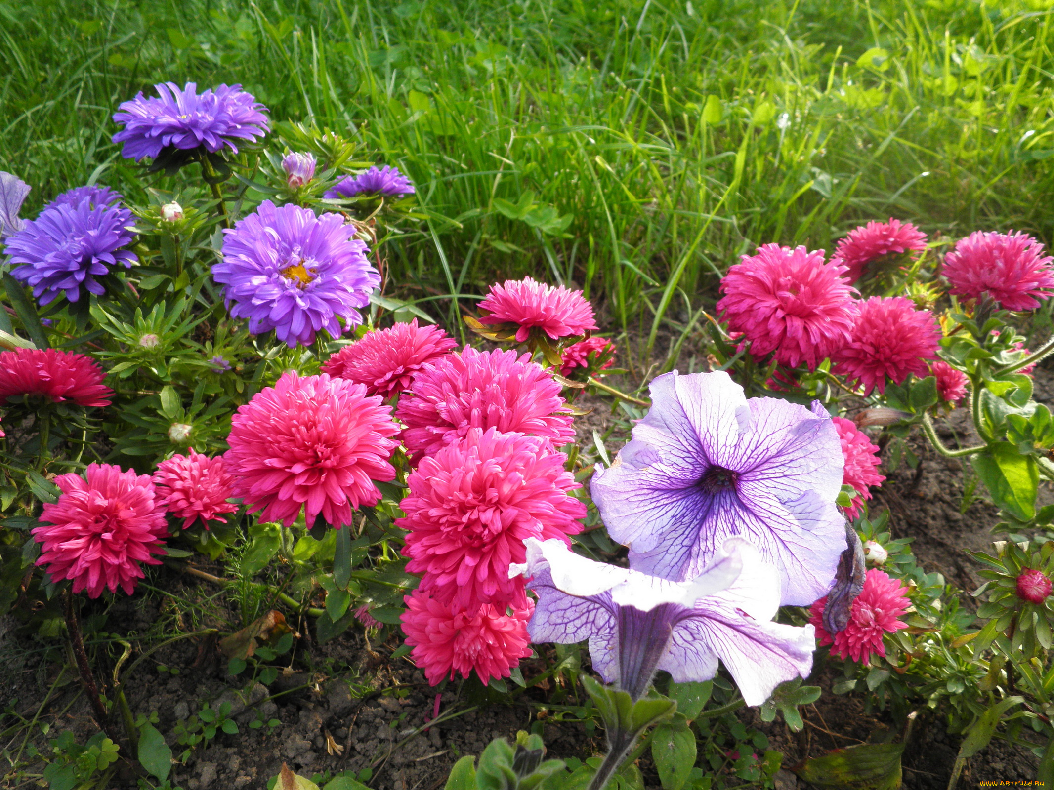 цветы, разные, вместе, трава, петуния, астры