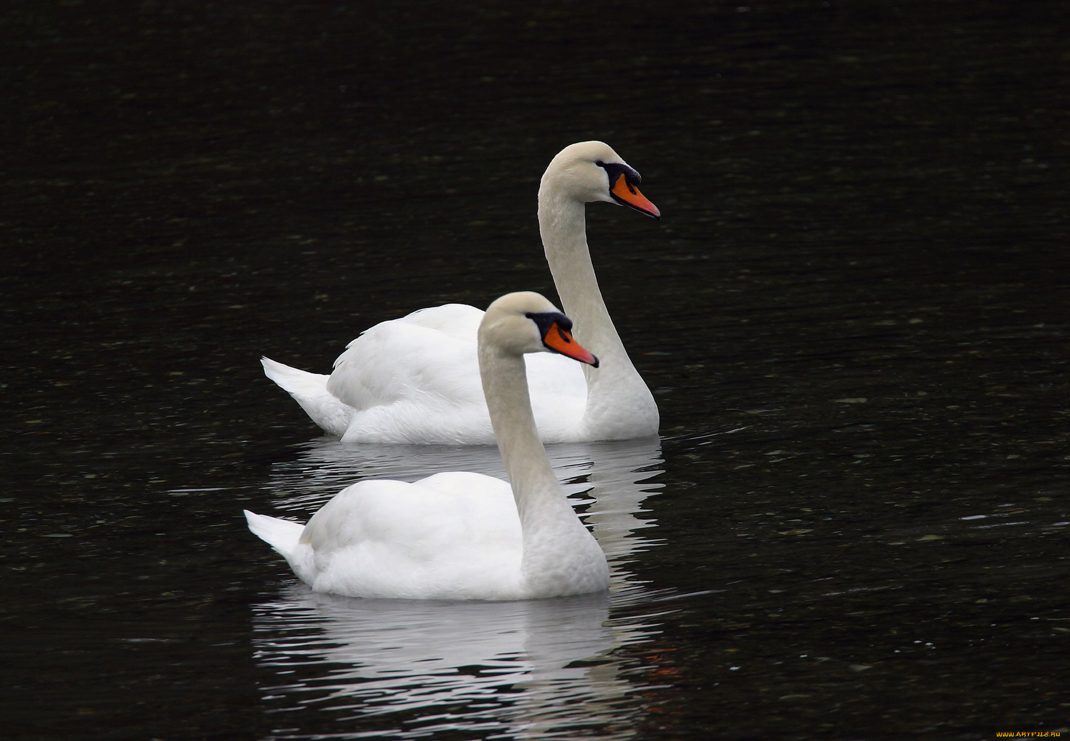 животные, лебеди, тёмный, птицы, вода