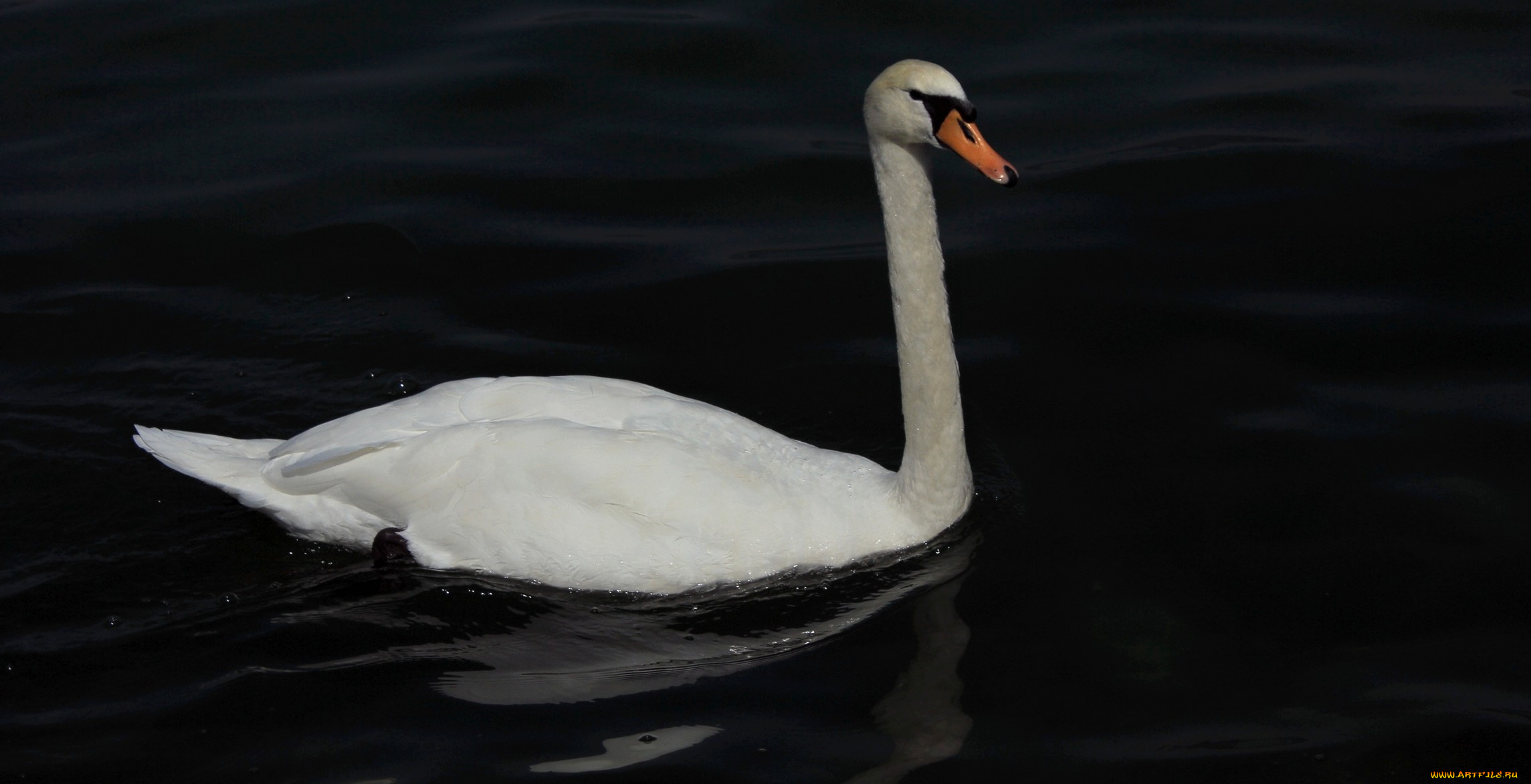 животные, лебеди, птица, тёмный, вода