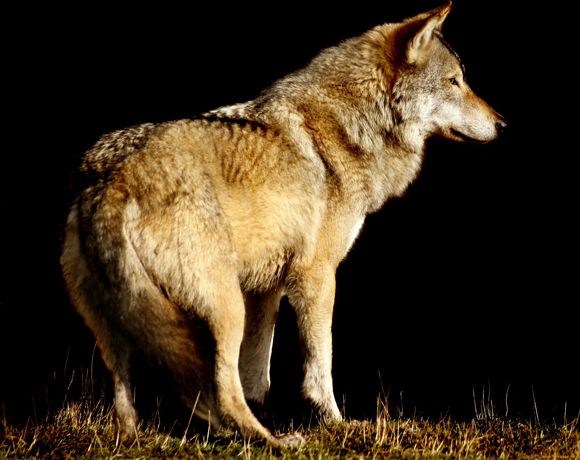 животные, волки