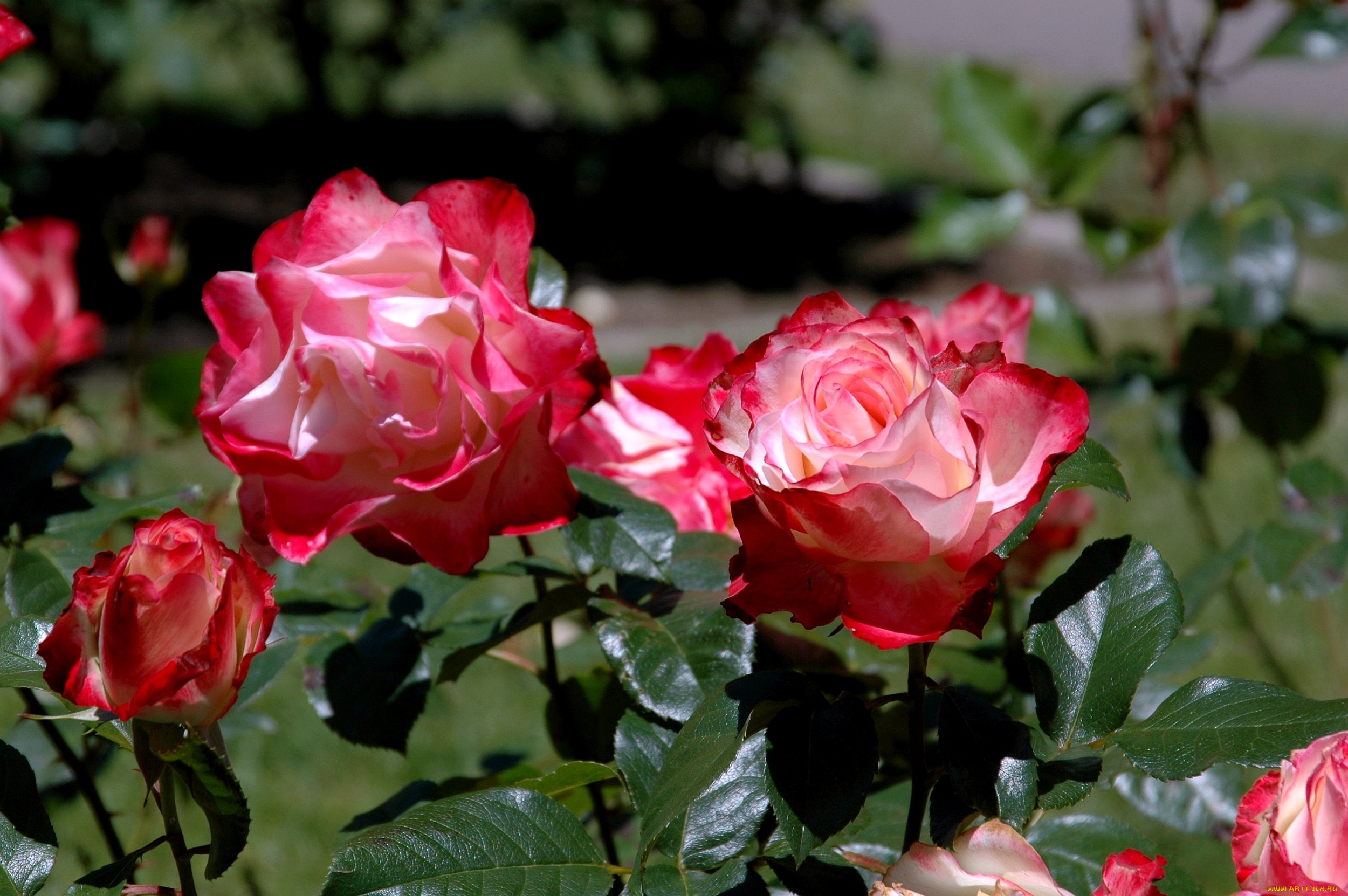 цветы, розы, розовый, бутон