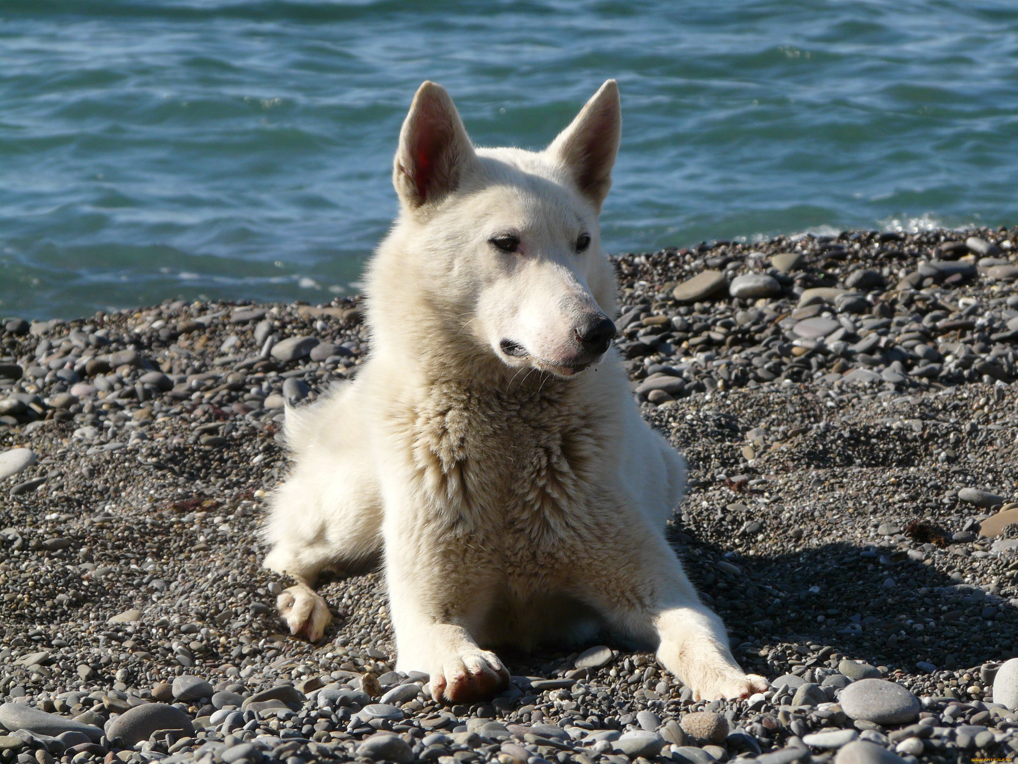 животные, собаки, берег, галька