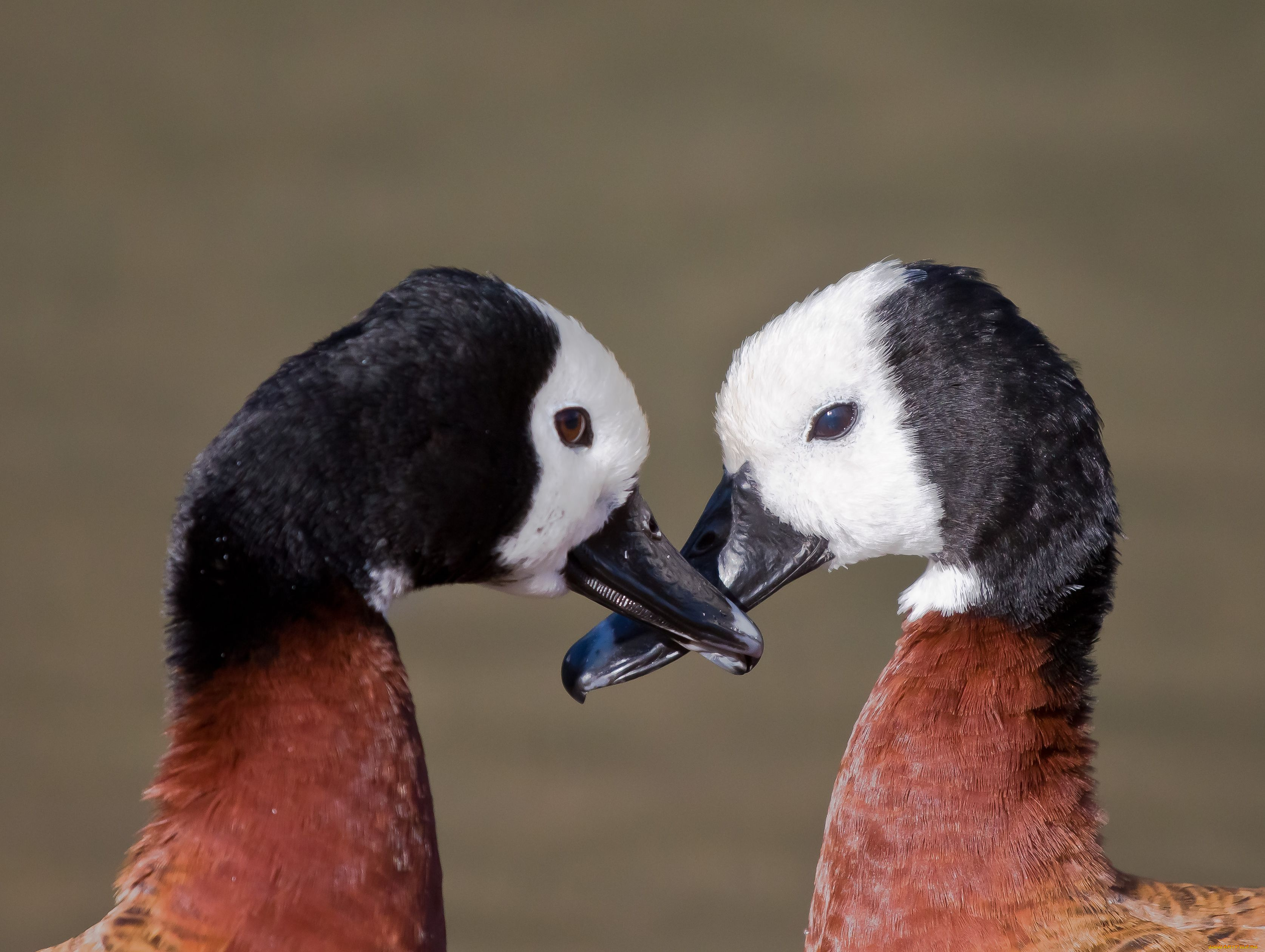 животные, утки, клюв