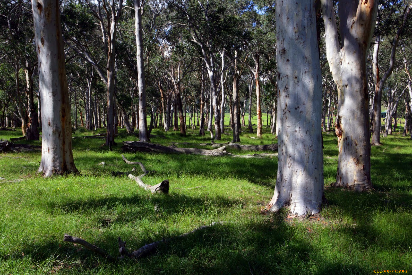 природа, лес, тень, трава