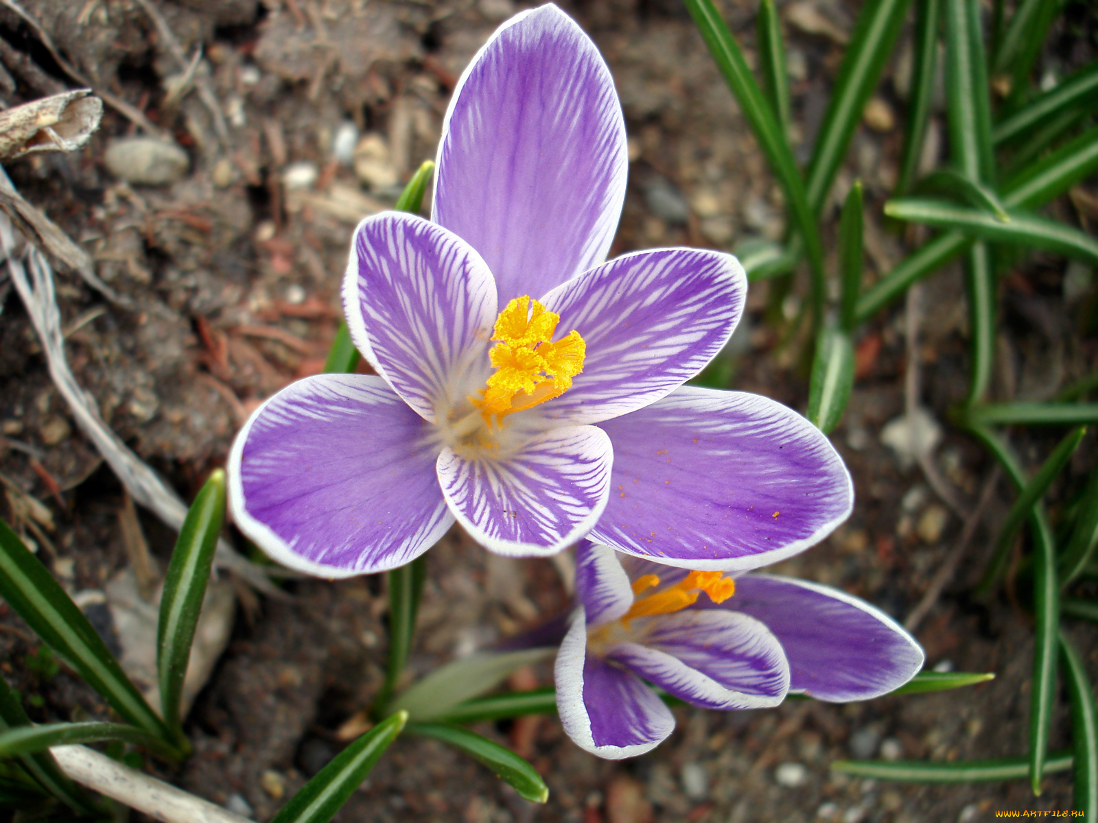 цветы, крокусы