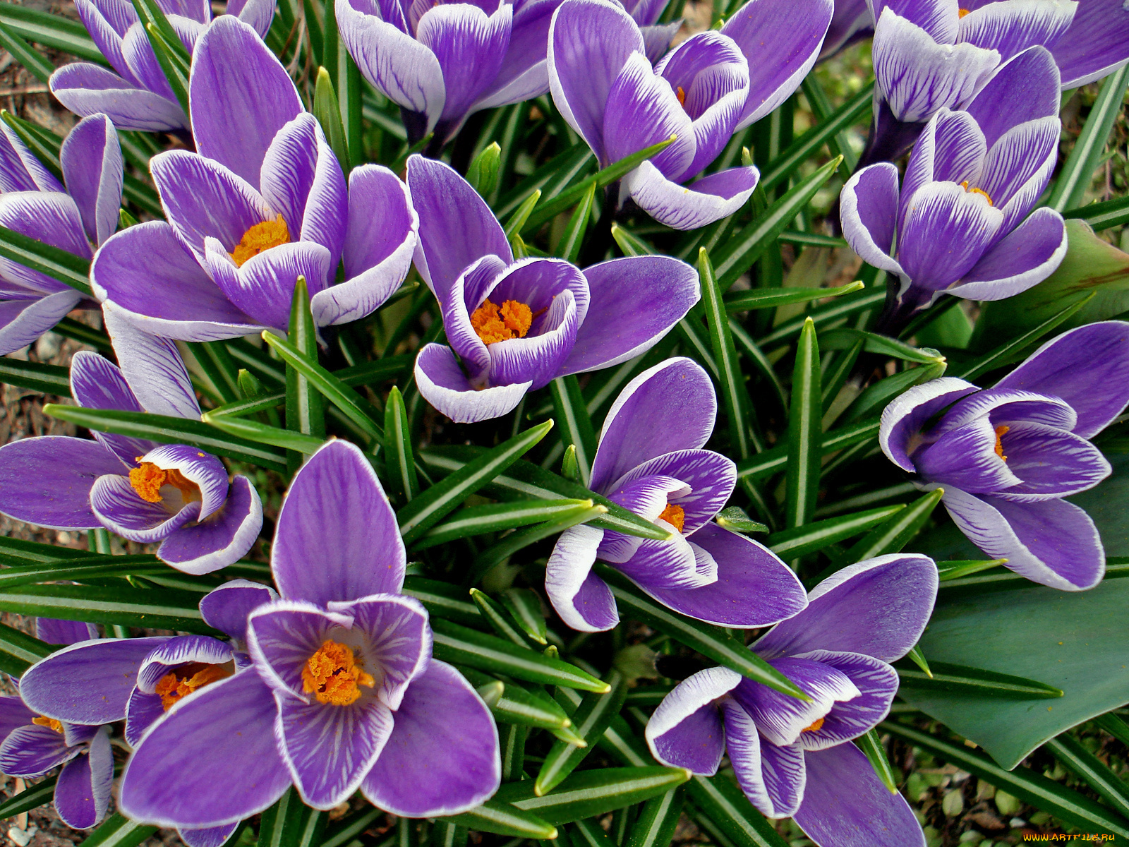 цветы, крокусы
