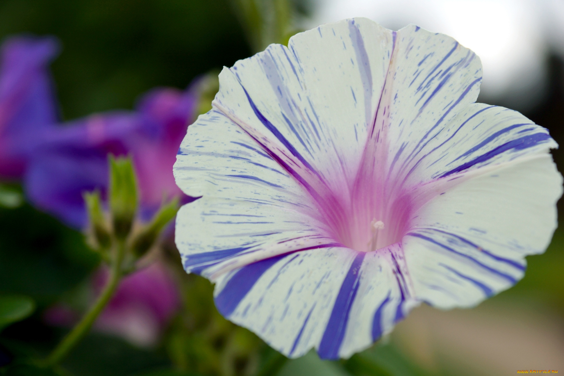 цветы, вьюнки, ипомеи, пестрый