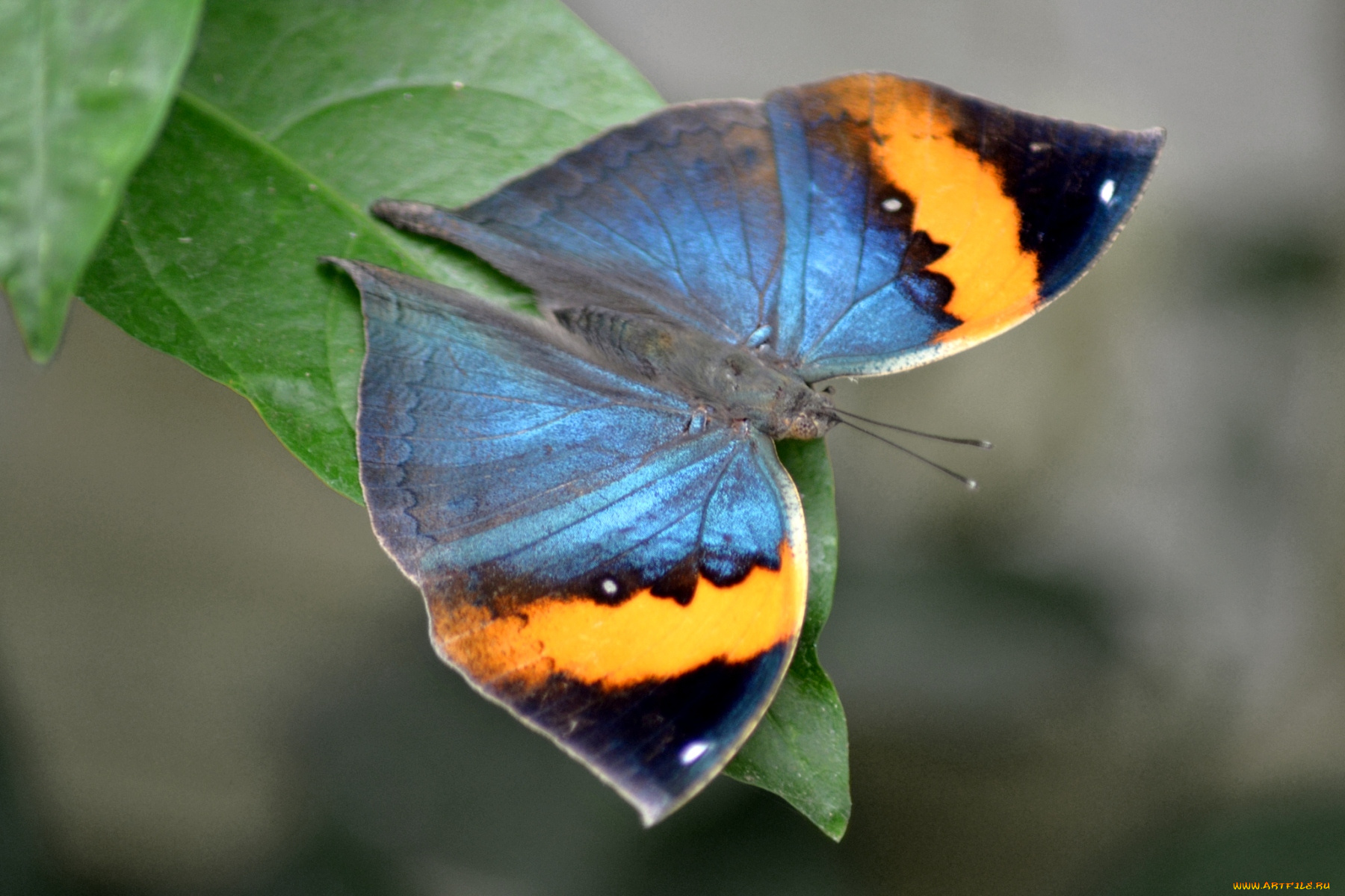 животные, бабочки, яркий, крылья